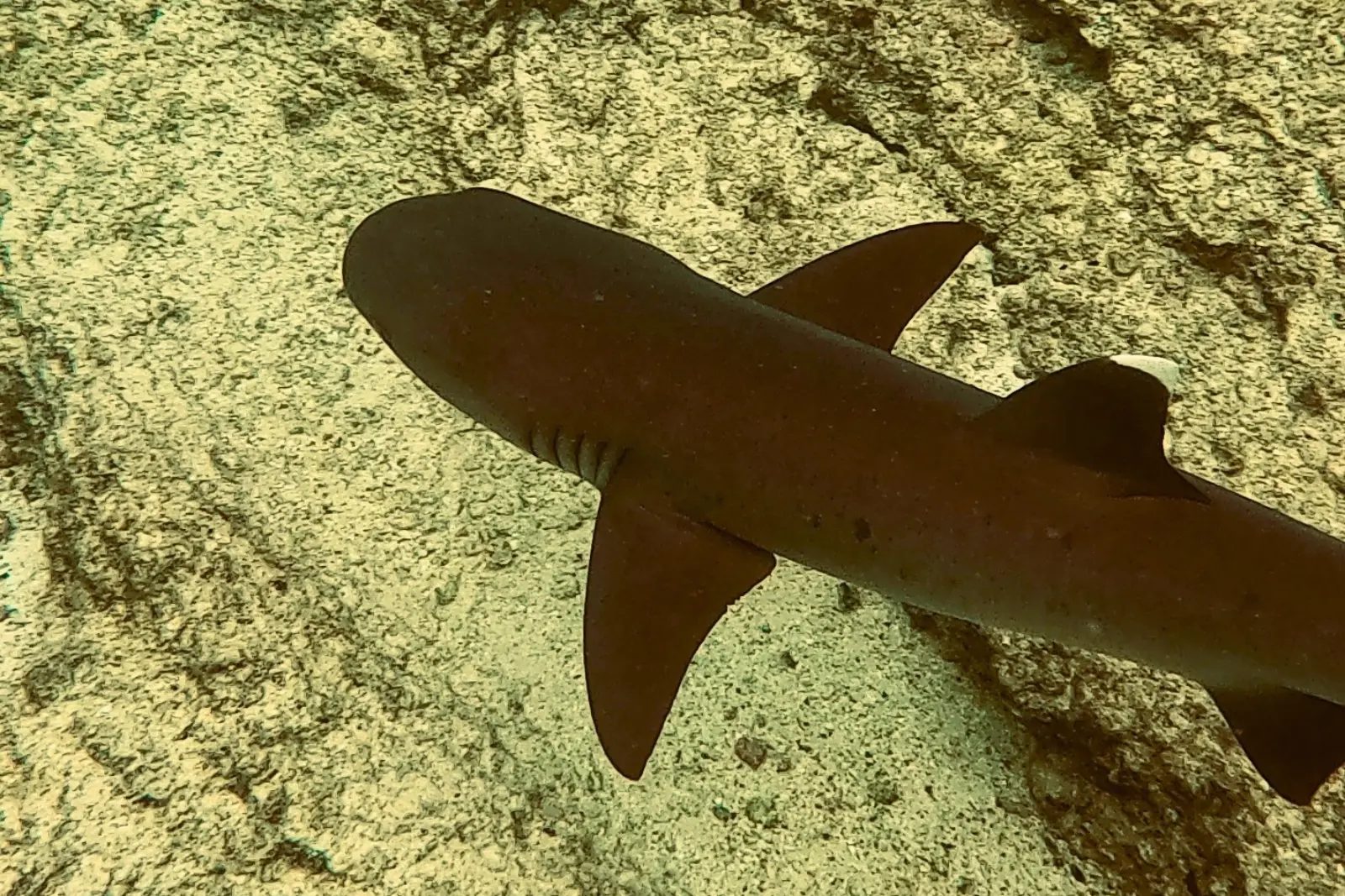 A white-tip reef shark swimming over a sandy seabed, seen from above.