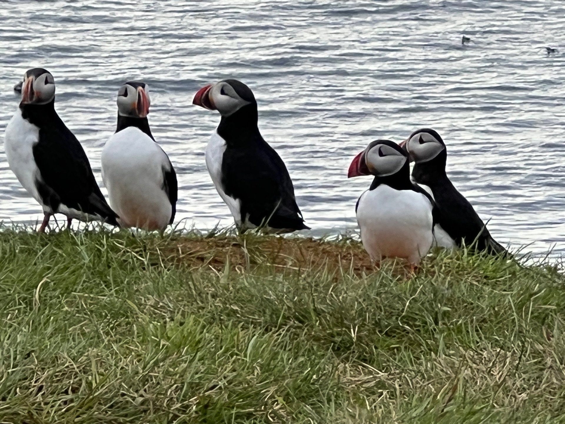 Atlantic puffins gathered on a grassy cliff edge above the sea on an expedition landing.