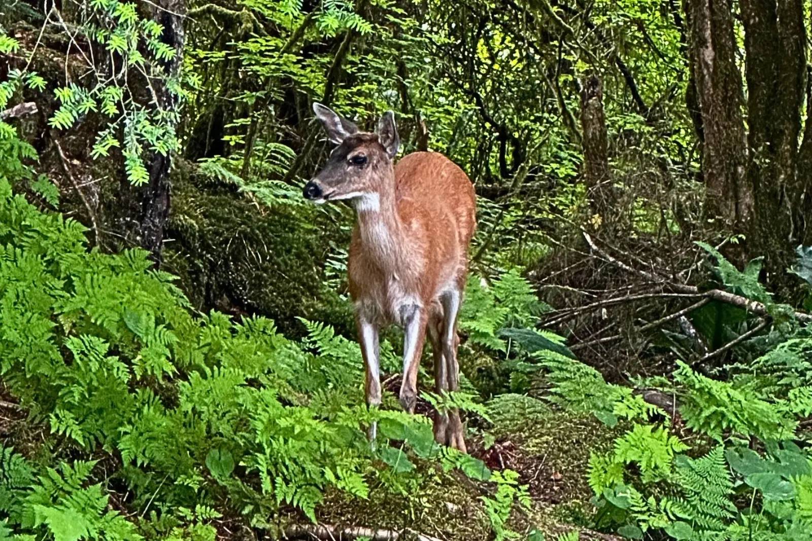 A Sitka black-tailed deer standing among ferns in a mossy Southeast Alaska forest.