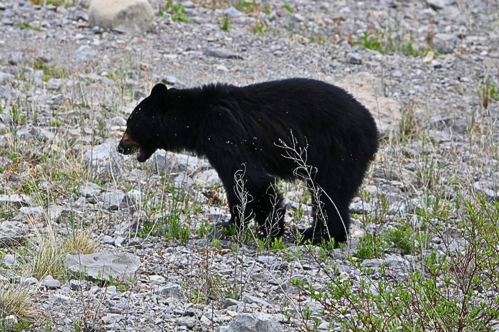 A black bear grazing on rocky ground in Jasper National Park.