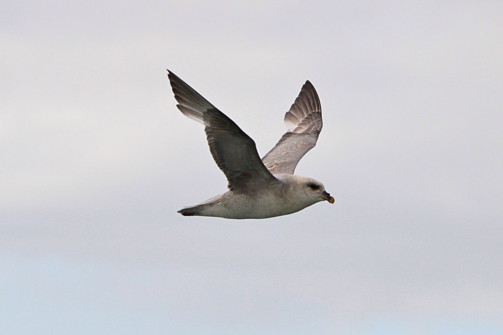 A northern fulmar gliding against a pale grey sky.