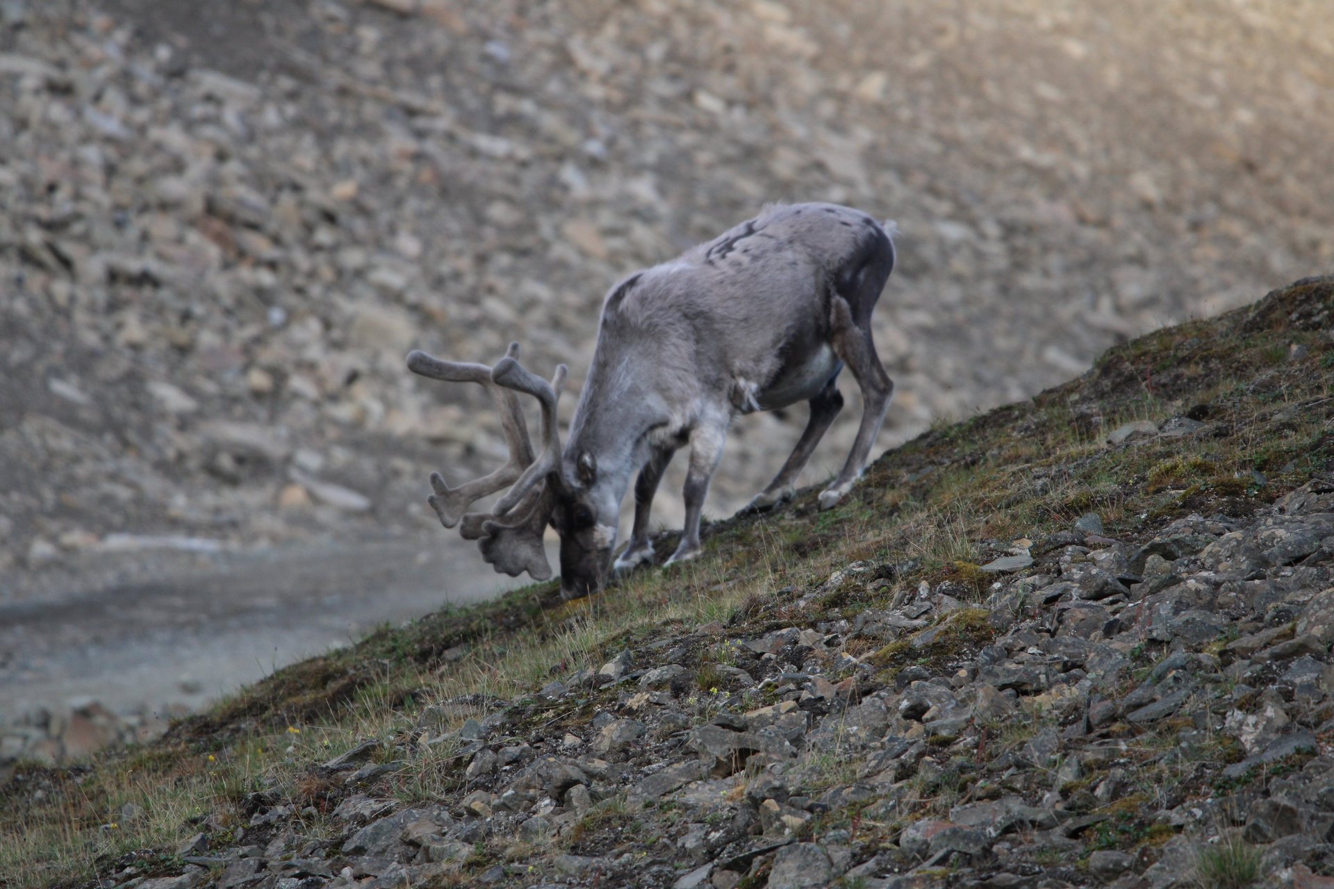A Svalbard reindeer grazing on a rocky slope, seen on an Arctic expedition voyage.