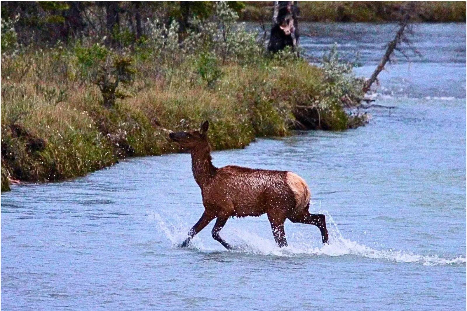 An elk wading across a river in Jasper National Park.