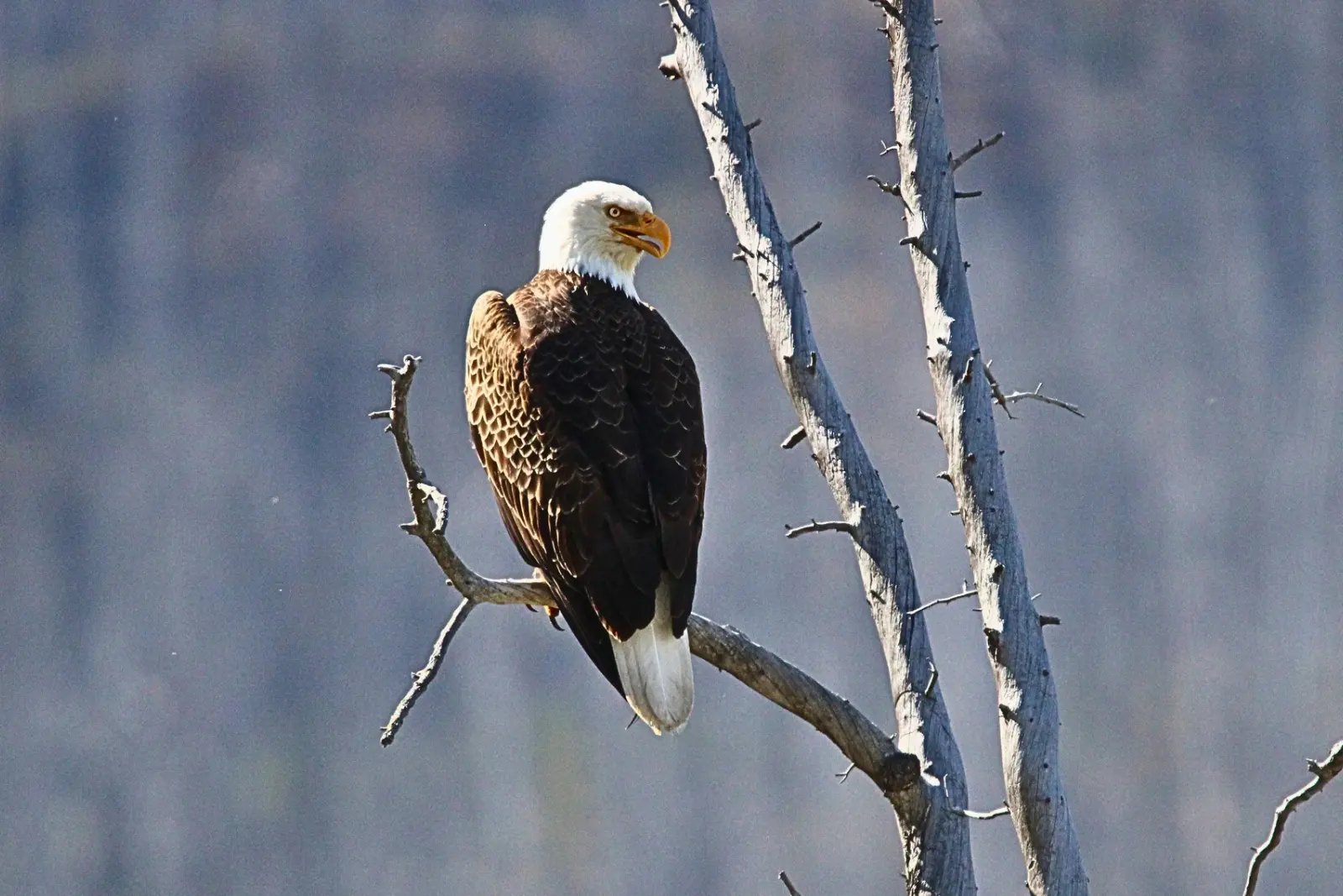 A bald eagle perched on a bare branch in Jasper National Park.