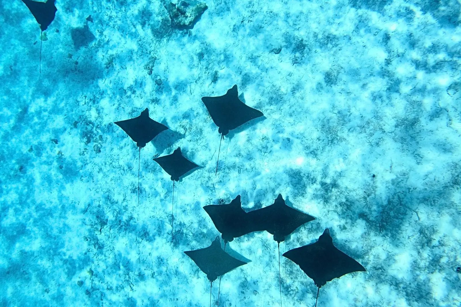 A group of spotted eagle rays swimming in formation over a pale sandy seabed in the Bora Bora lagoon, seen from above.