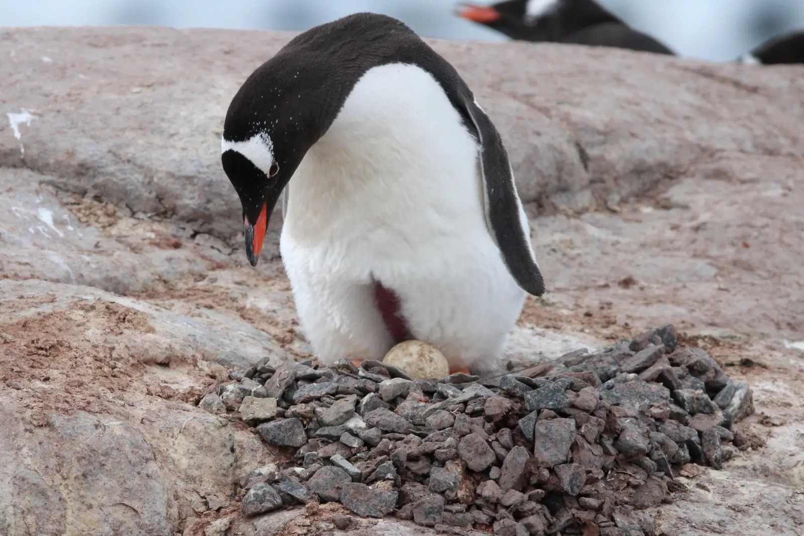 A gentoo penguin standing over a single egg in a nest of grey stones.