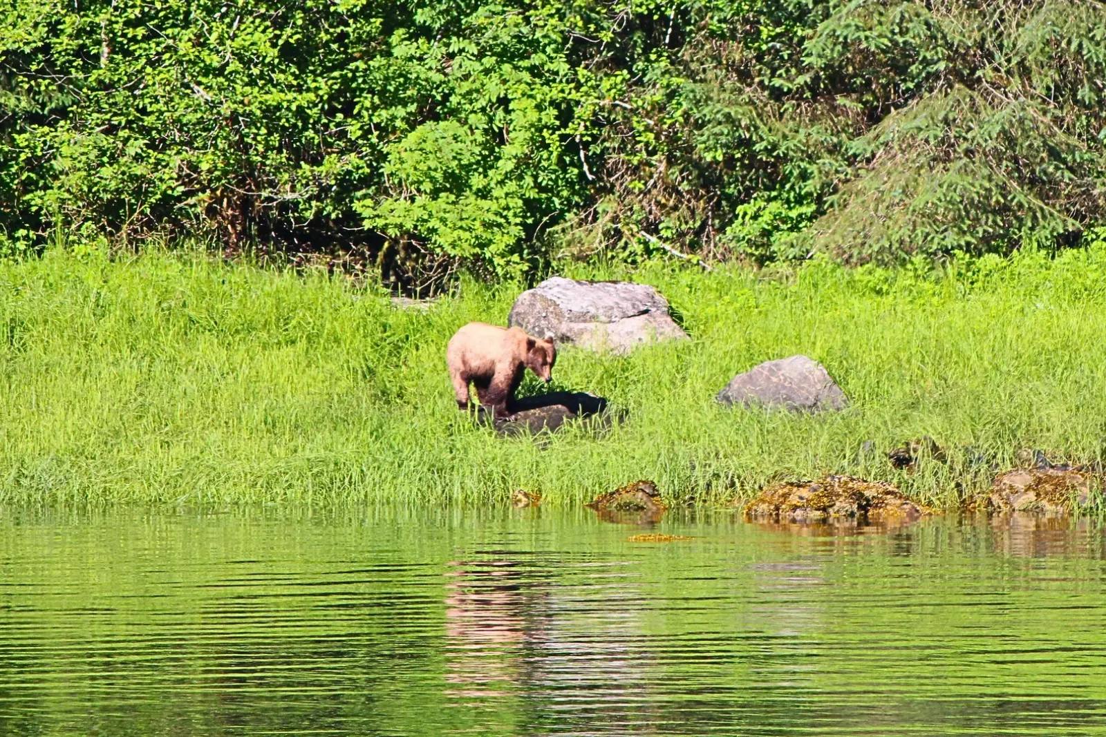 A light brown bear standing on a grassy shoreline at the water's edge in Walker Cove.