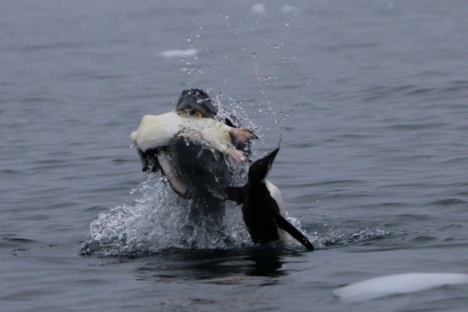 A leopard seal holding a Chinstrap penguin above the water near Duroch Island.