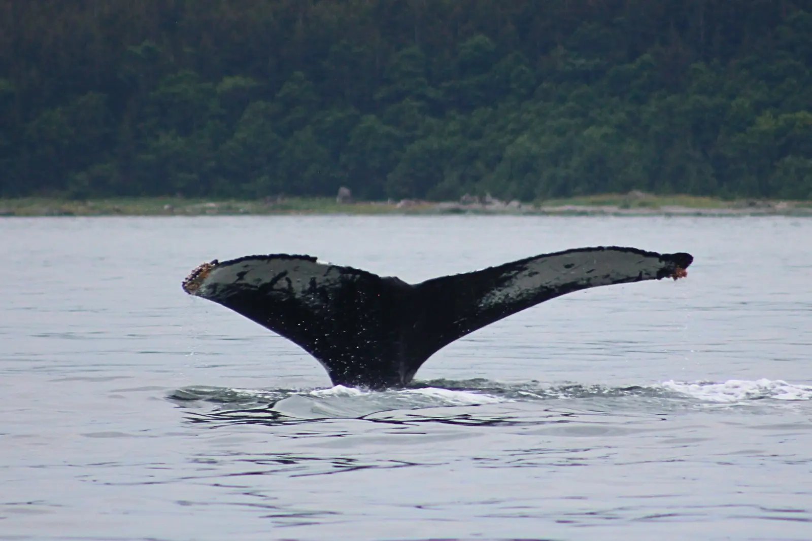 A humpback whale raising its tail above grey water off a forested shore near Juneau.