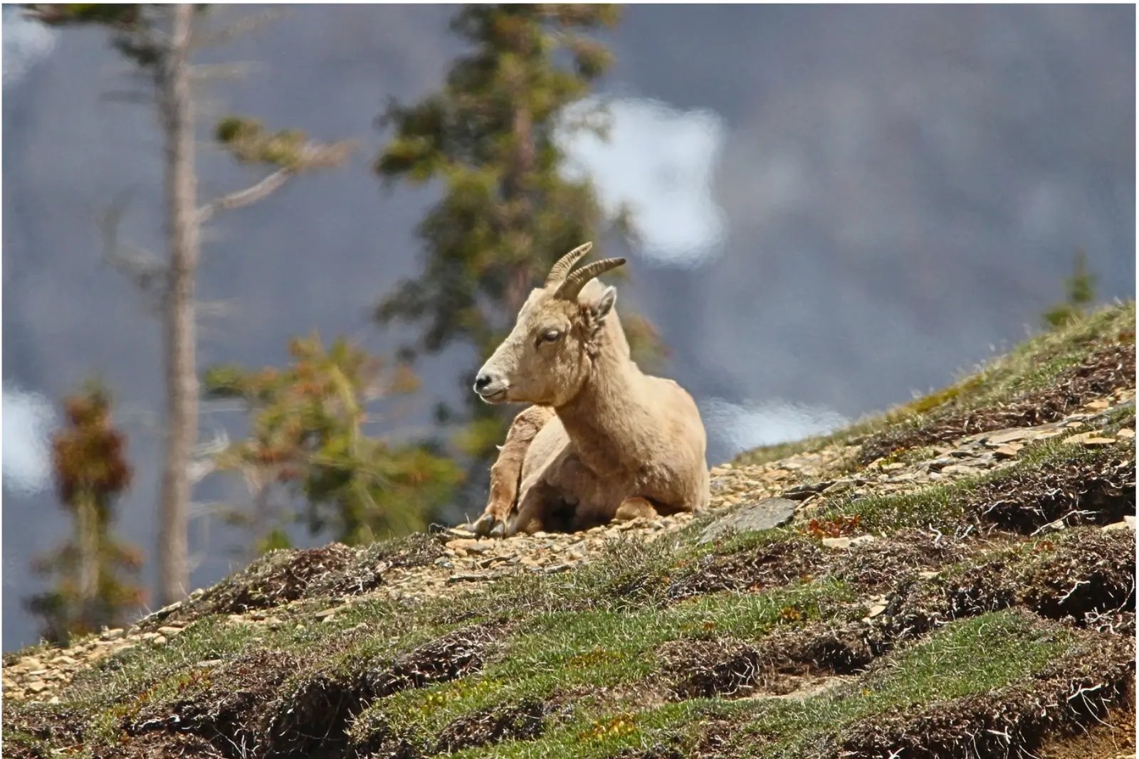 A mountain goat resting on a grassy slope near the Columbia Icefield.