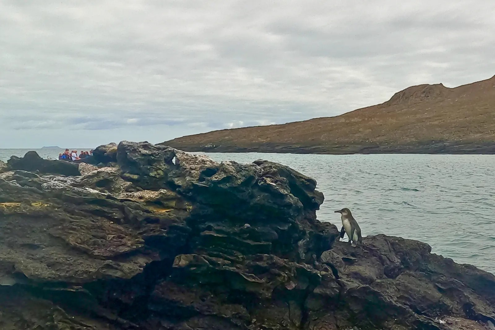 A Galápagos penguin standing on dark volcanic rock, with a panga of visitors and a brown hillside behind.