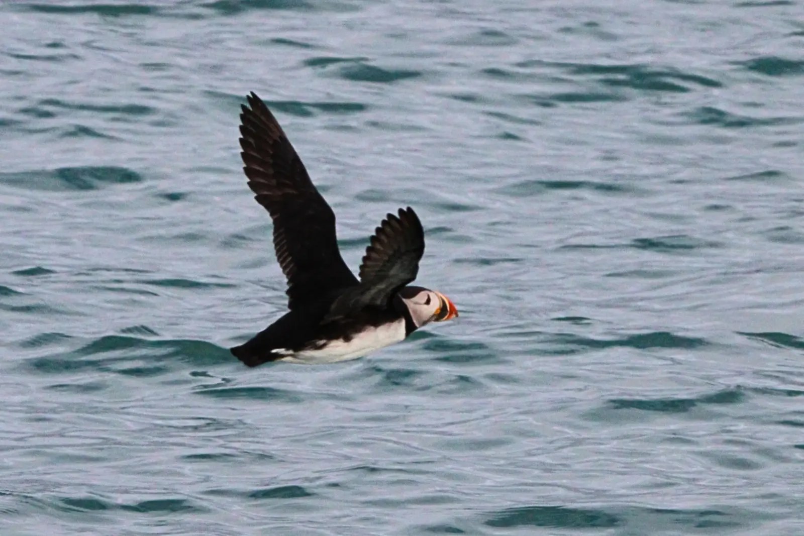 An Atlantic puffin flying low over the water in Svalbard.