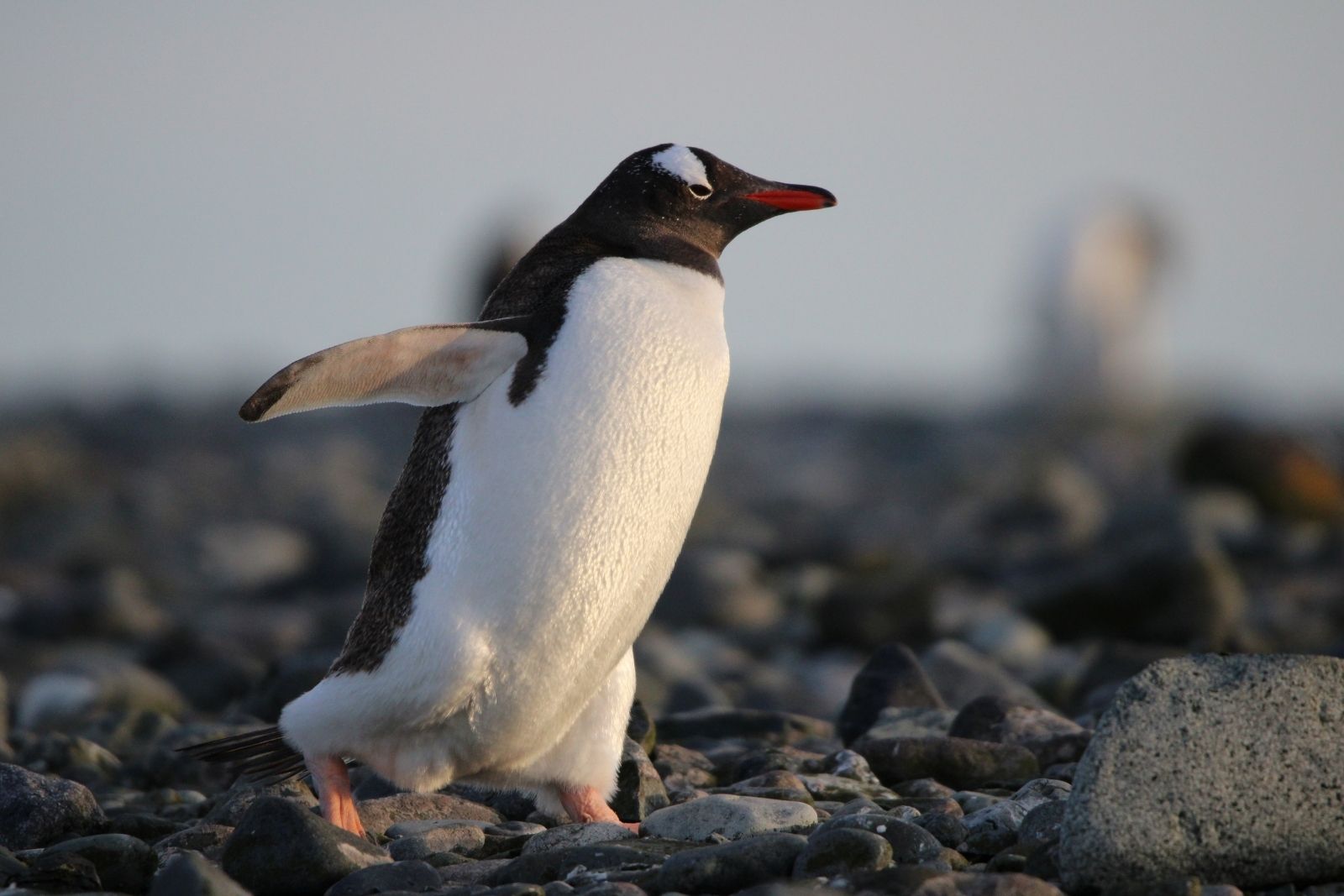 A gentoo penguin standing on a rocky Antarctic shore, wings slightly spread, in soft daylight.