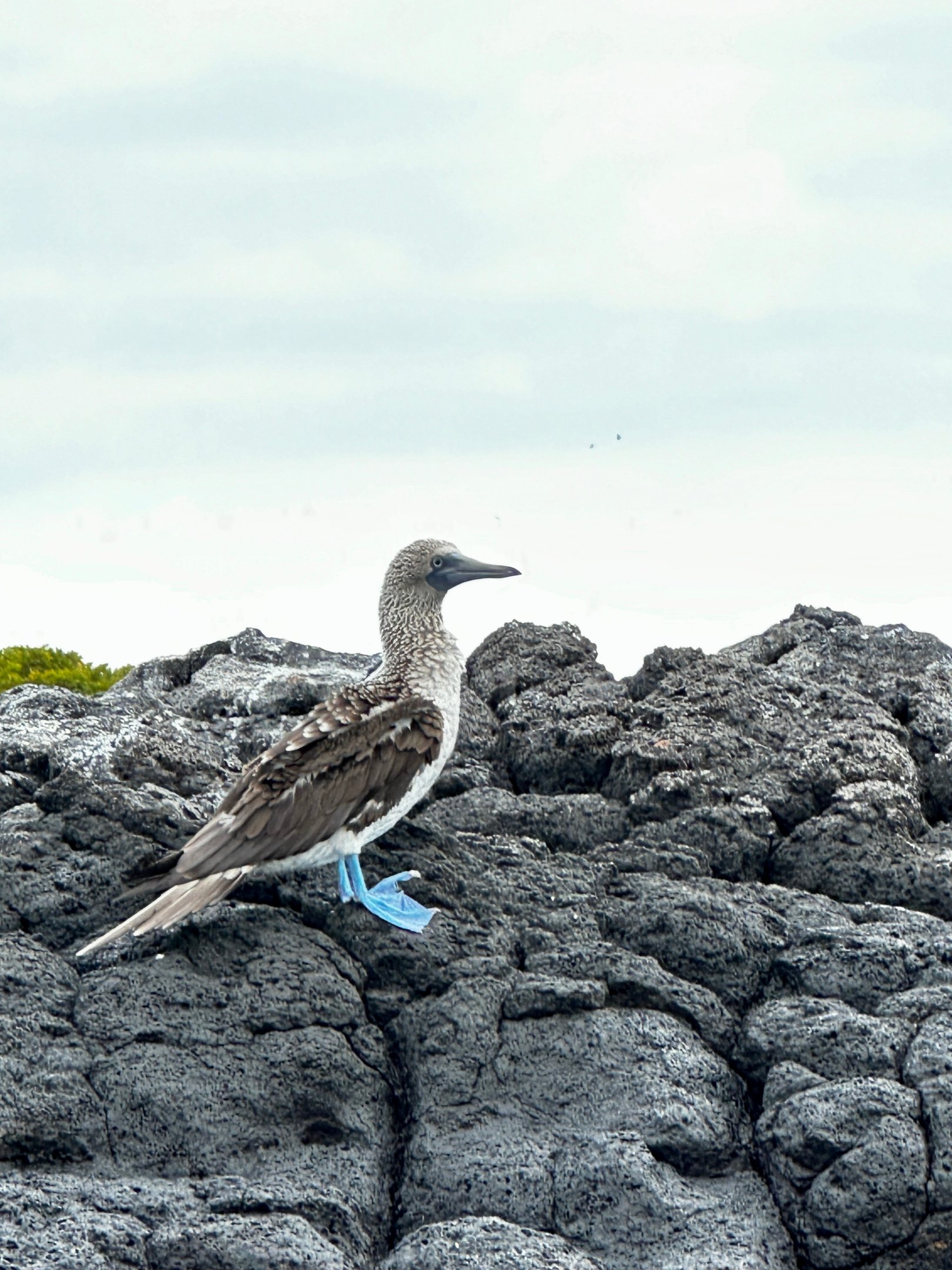 A blue-footed booby perched on dark volcanic rocks in the Galápagos Islands.