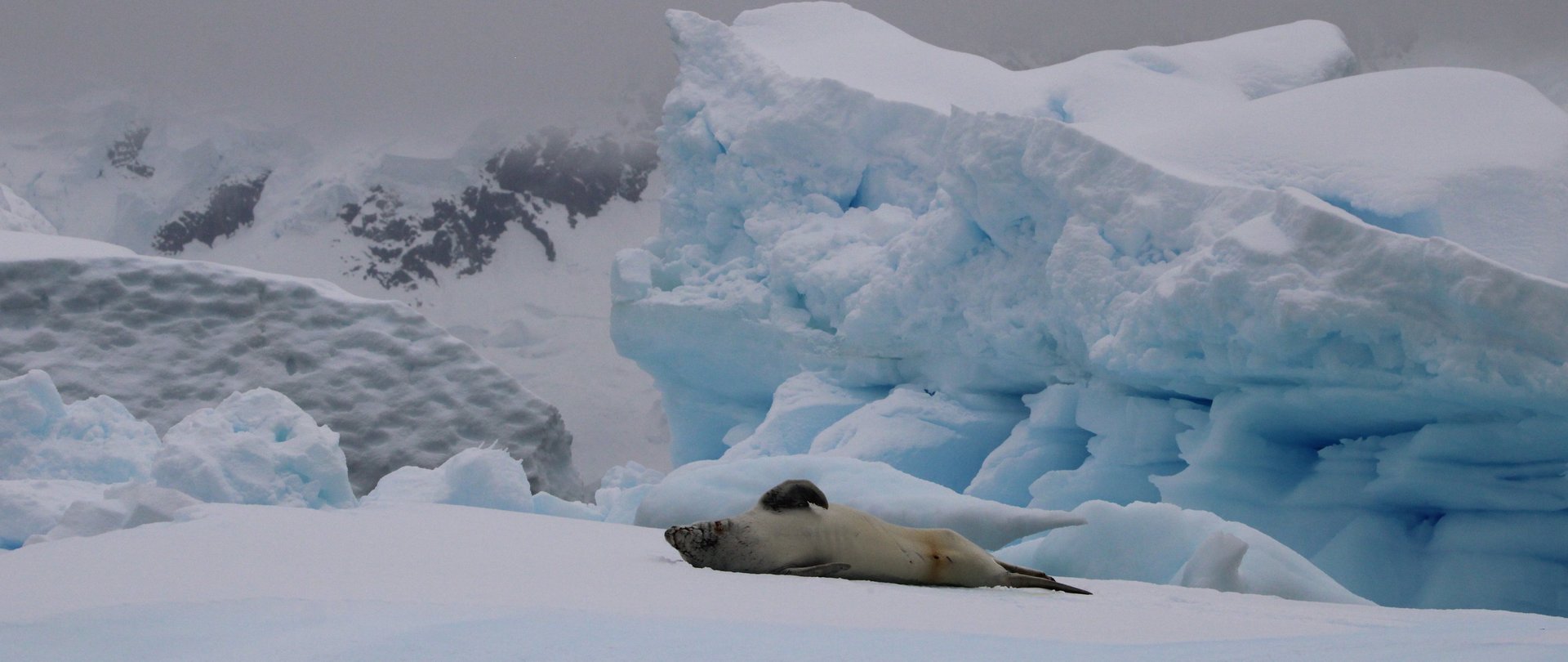A seal resting on Antarctic sea ice in front of a towering blue iceberg and snow-covered peaks.