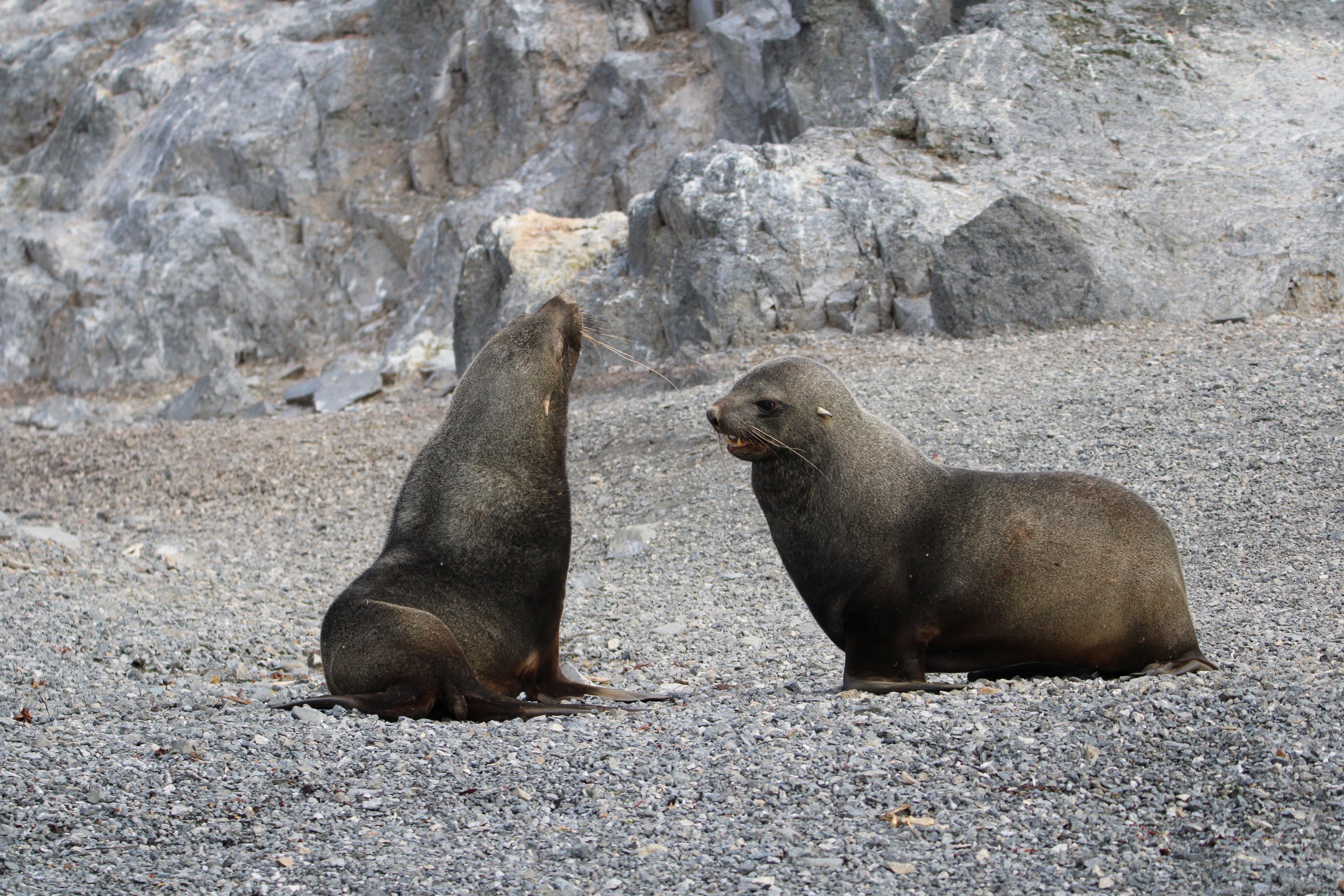 Two Antarctic fur seals resting on a gravel beach during a polar expedition landing.