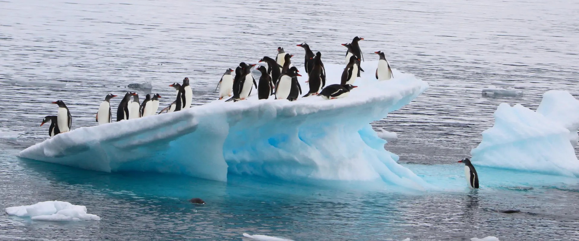 Gentoo penguins standing along the top of a blue-white iceberg in Antarctic water, with more penguins swimming alongside.