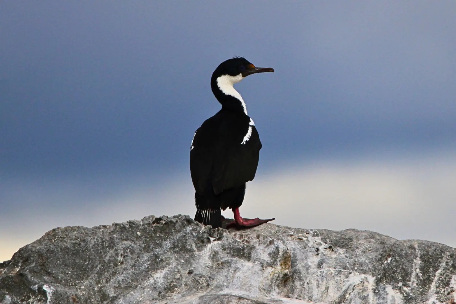 A black-and-white shag with pink feet standing on a pale rock against a dark blue sky.