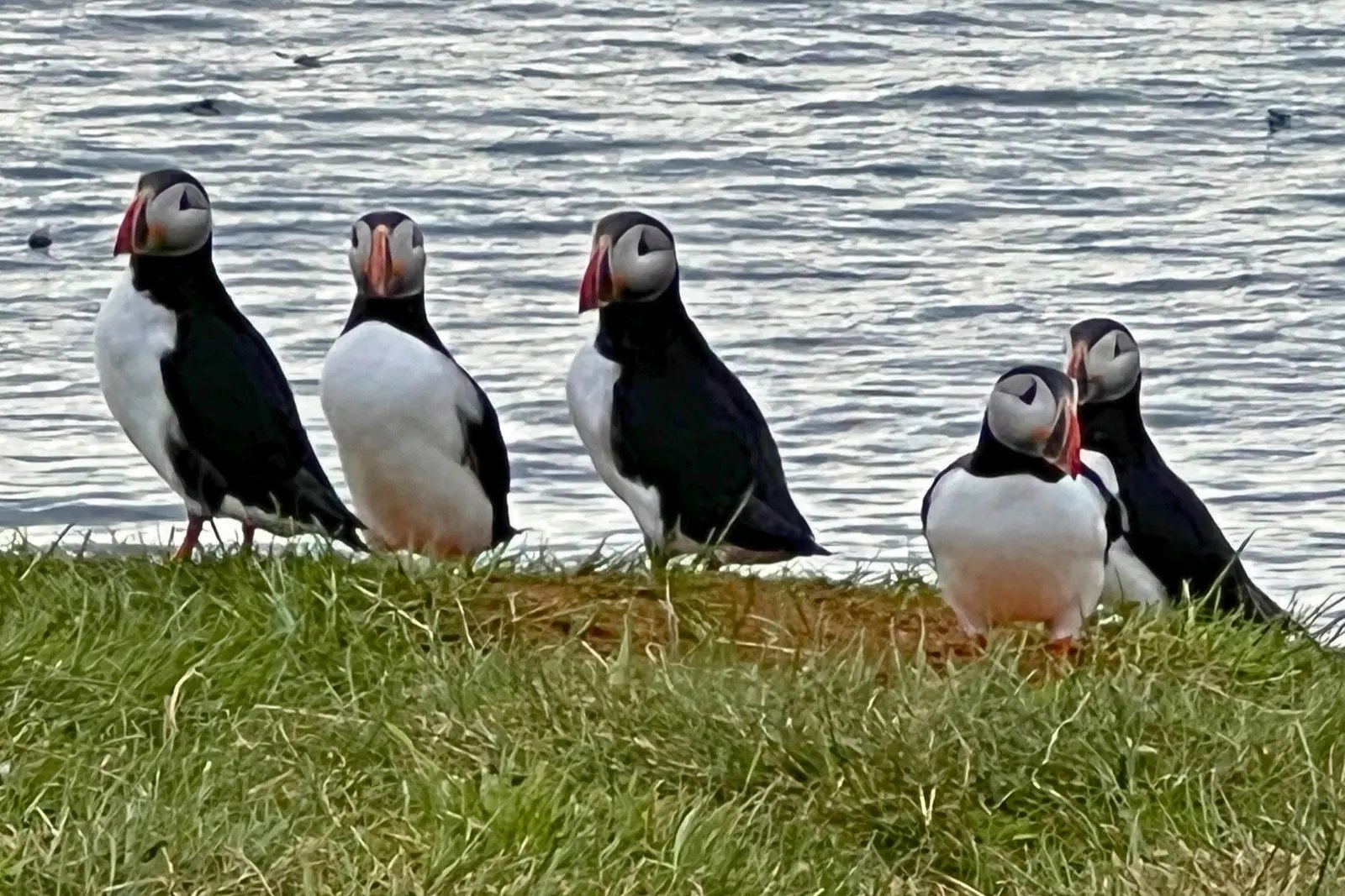 Five Atlantic puffins standing on grass at the water's edge on Flatey.