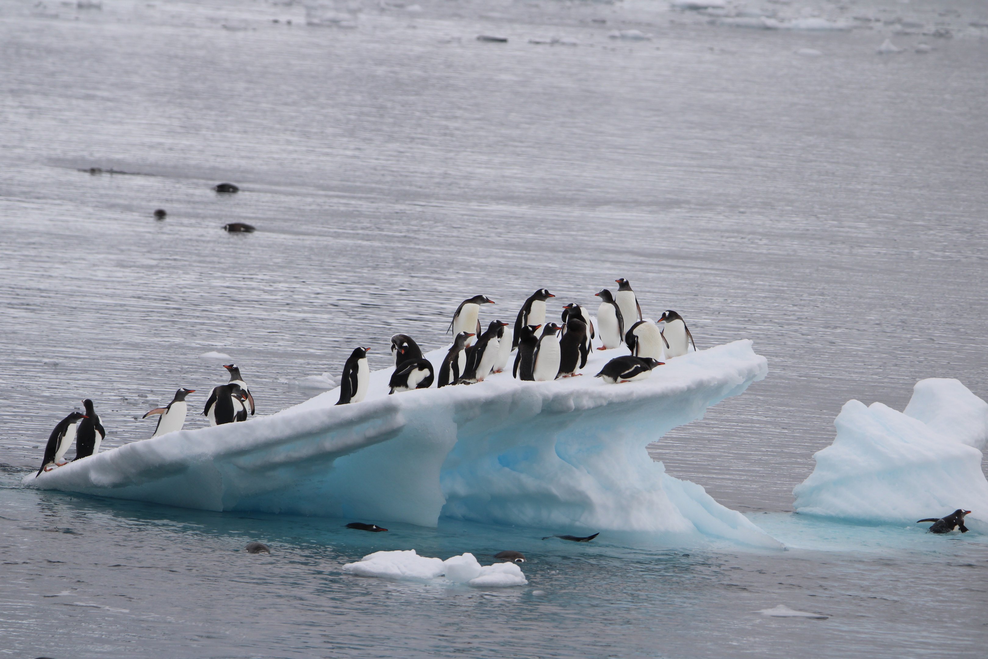 A colony of gentoo penguins huddled on a floating blue iceberg in the Antarctic sea.