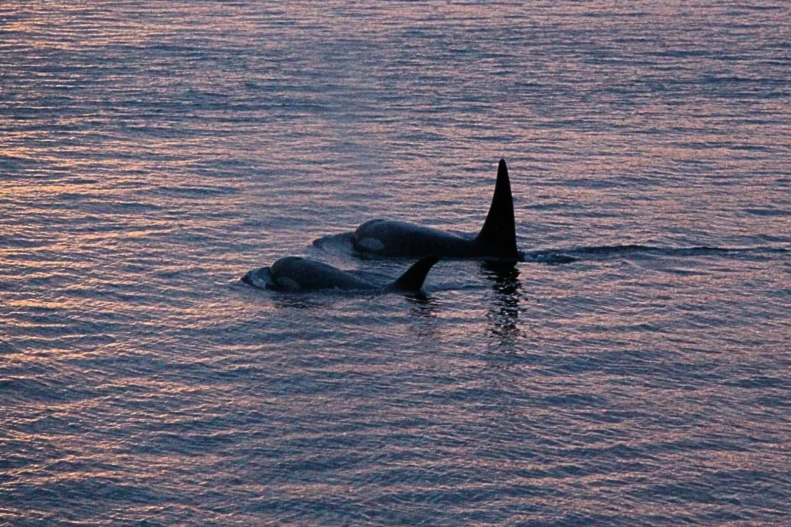Two orcas surfacing side by side in calm water at dusk.