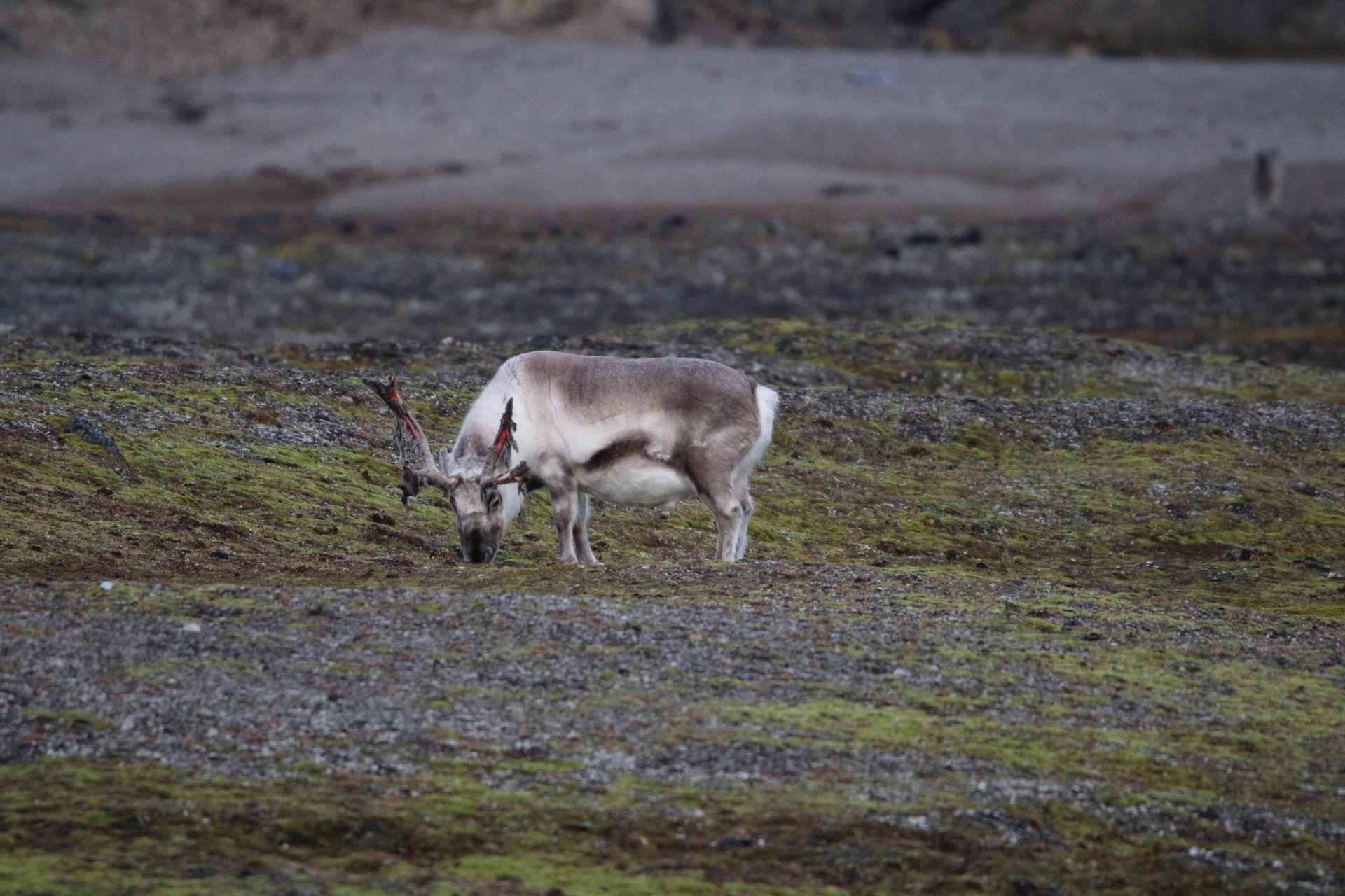 A Svalbard reindeer grazing on mossy tundra during an Arctic expedition landing.