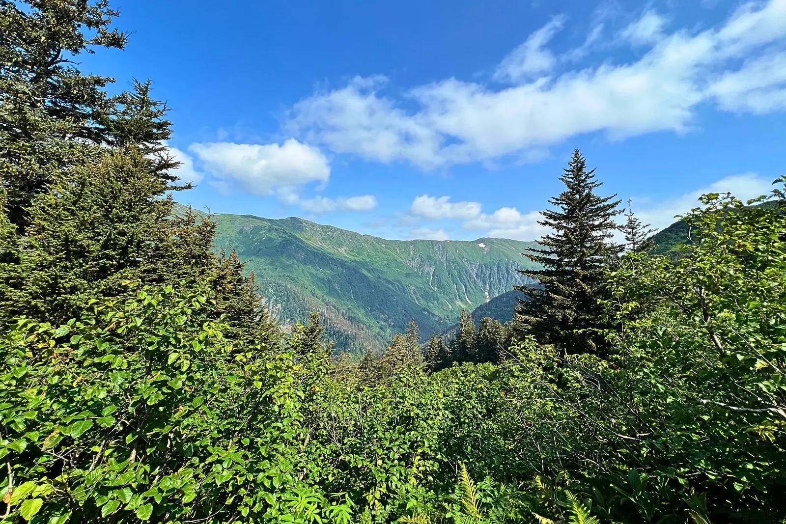 A green mountain valley seen through spruce and alder under a blue sky in Southeast Alaska.
