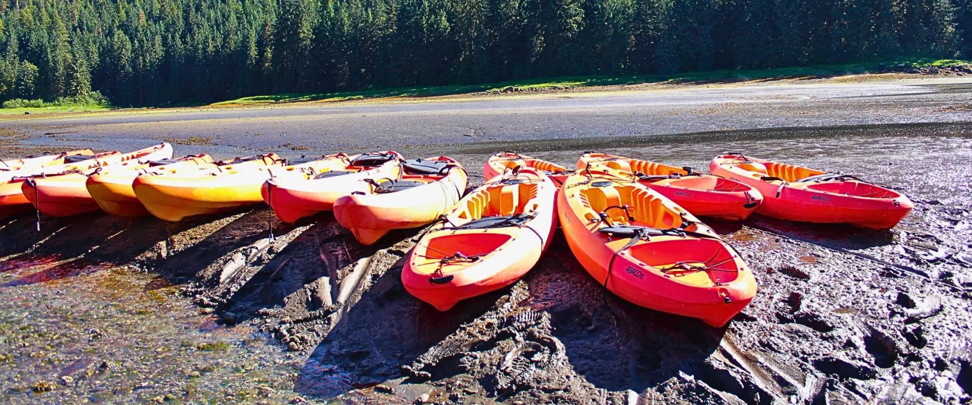A row of red and orange expedition kayaks pulled up on a muddy shore below a spruce forest in Southeast Alaska.