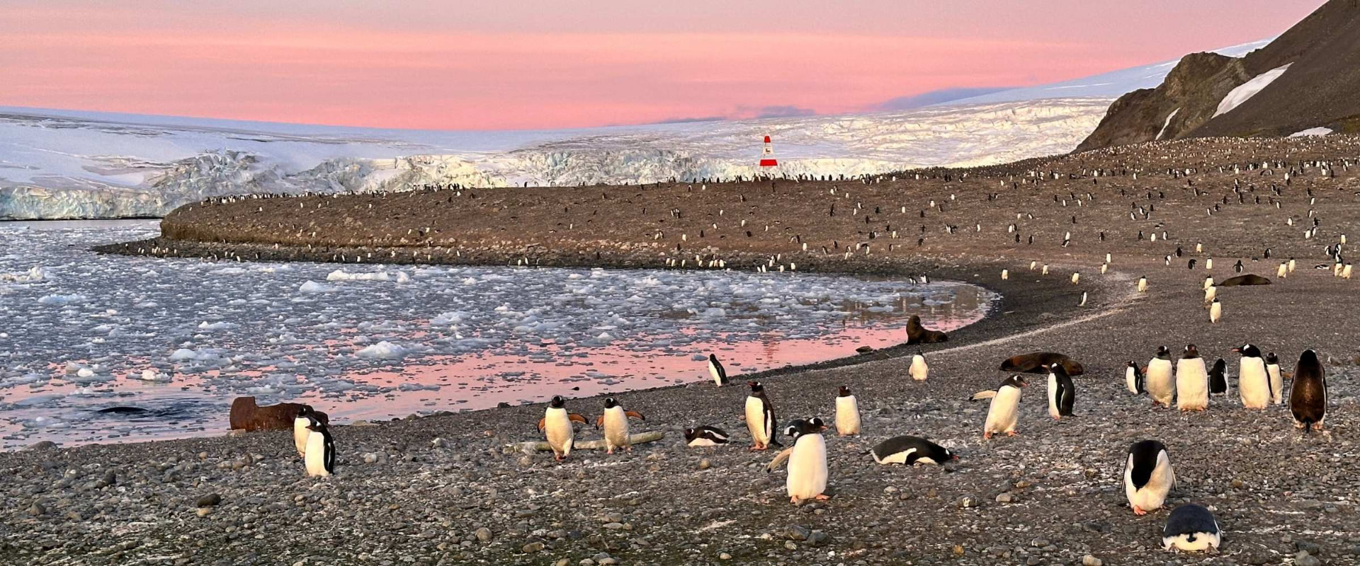 Gentoo penguins on the rocky shore of Yankee Harbor, Antarctica, at sunset with a pink sky reflected in the water and a glacier behind.