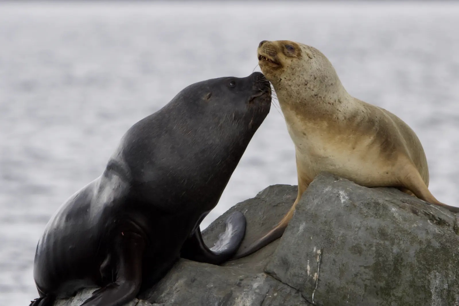 Two sea lions, one dark and one pale, touching noses on a rock above grey water.