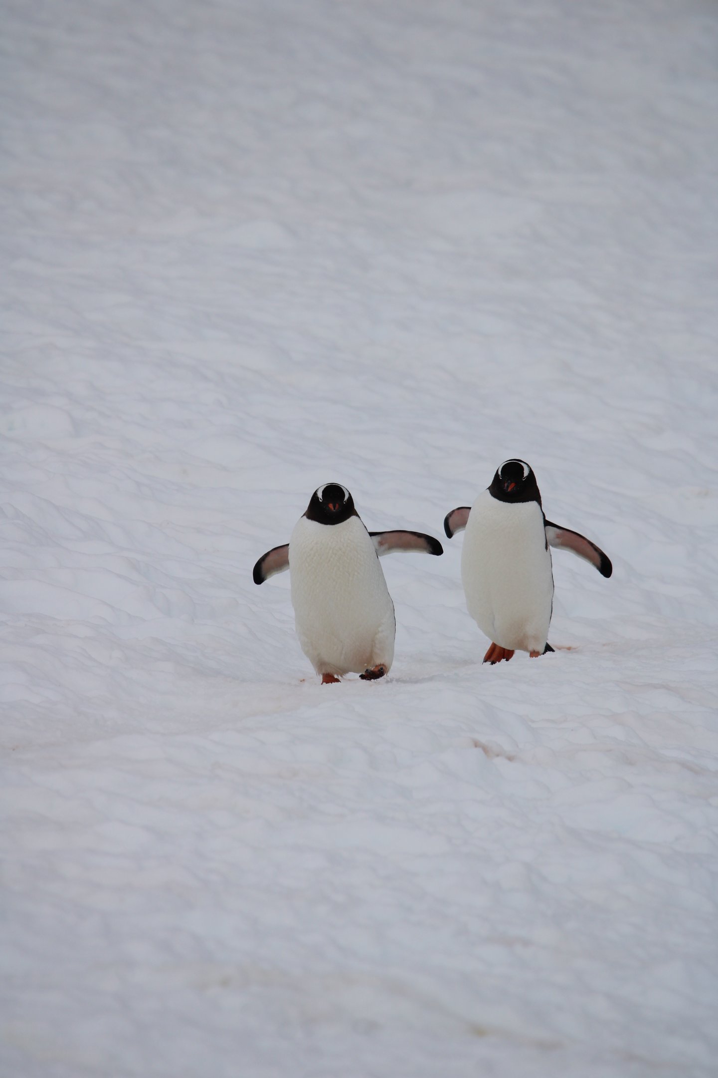 Two gentoo penguins walking side by side across the snow.