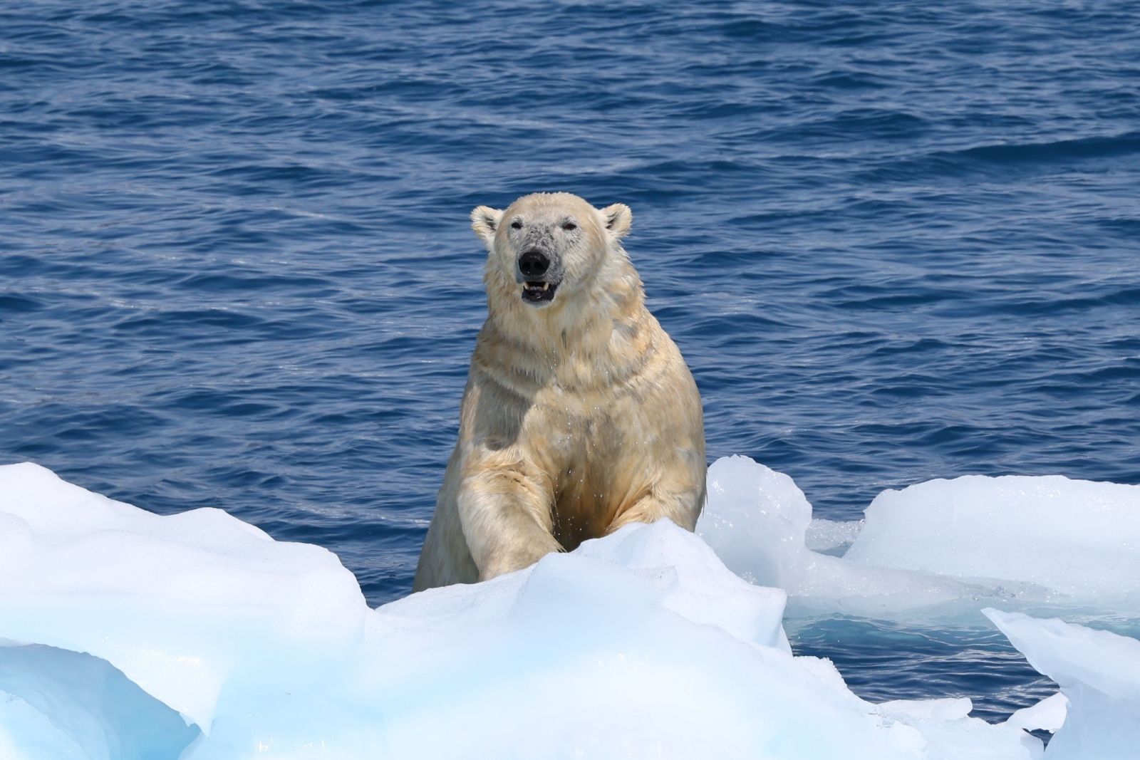 A polar bear sitting on a broken ice floe surrounded by deep blue Arctic water.