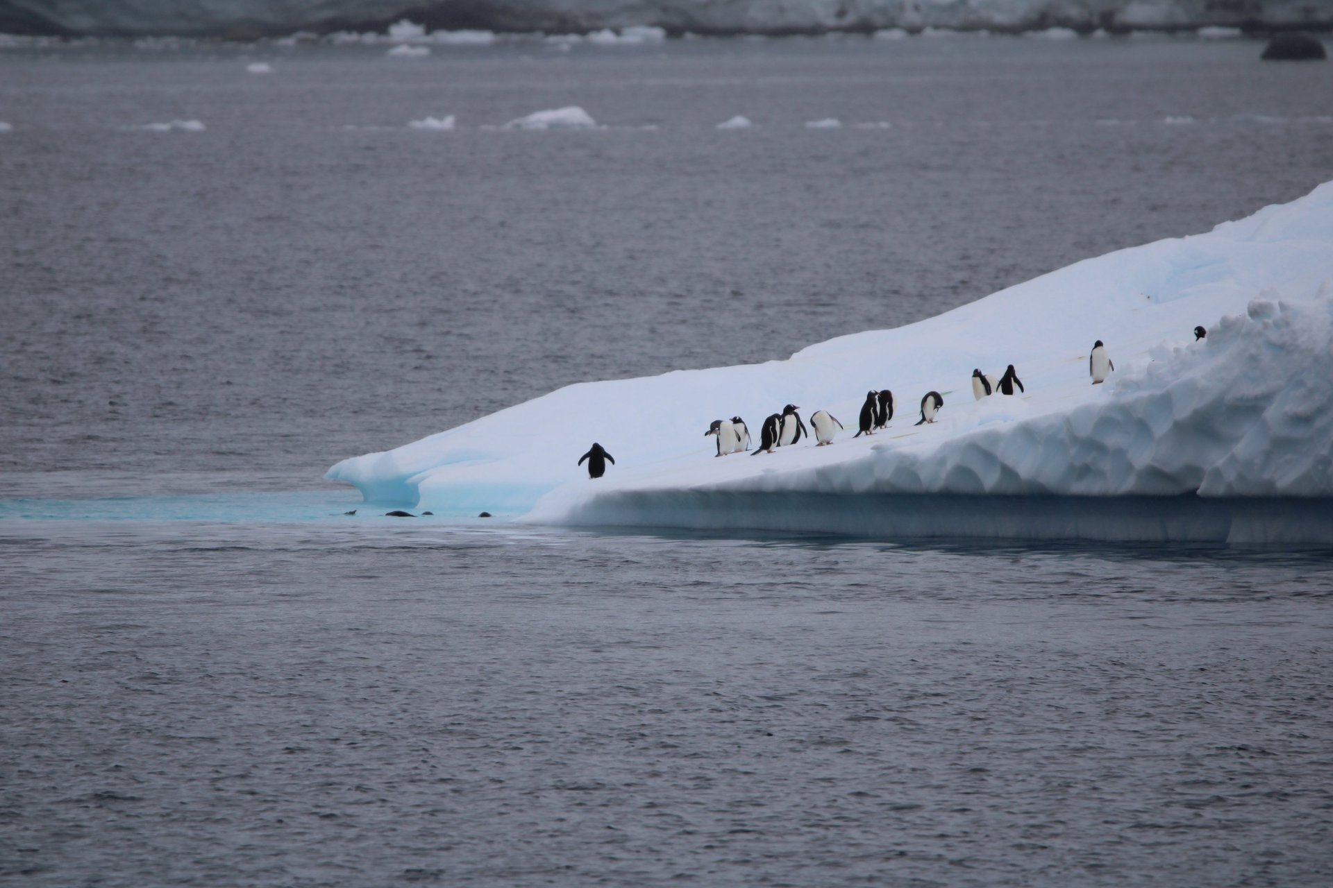 Gentoo penguins gathered on a low iceberg in calm Antarctic waters.