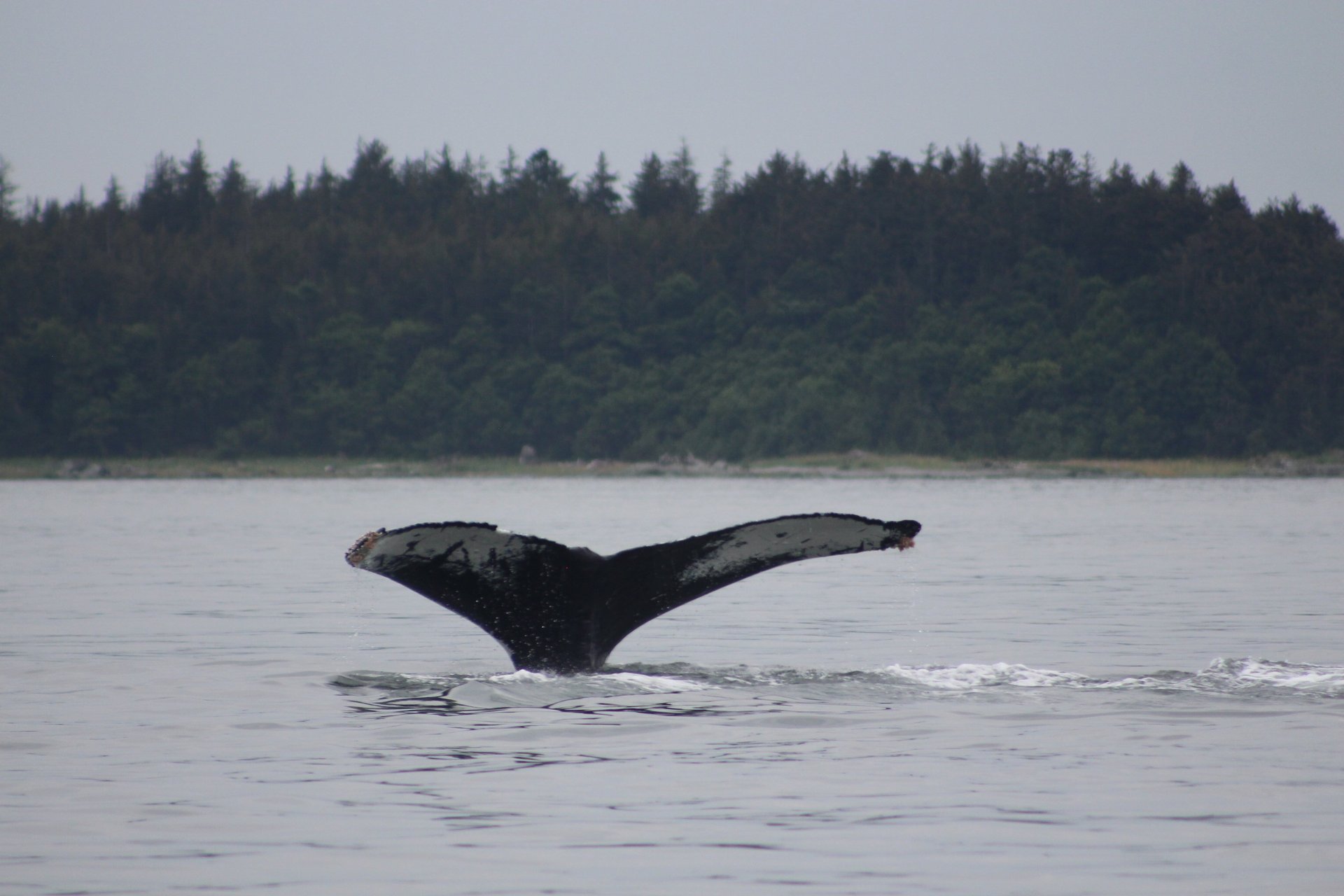 A humpback whale's fluke rising from calm waters against a forested coastline.