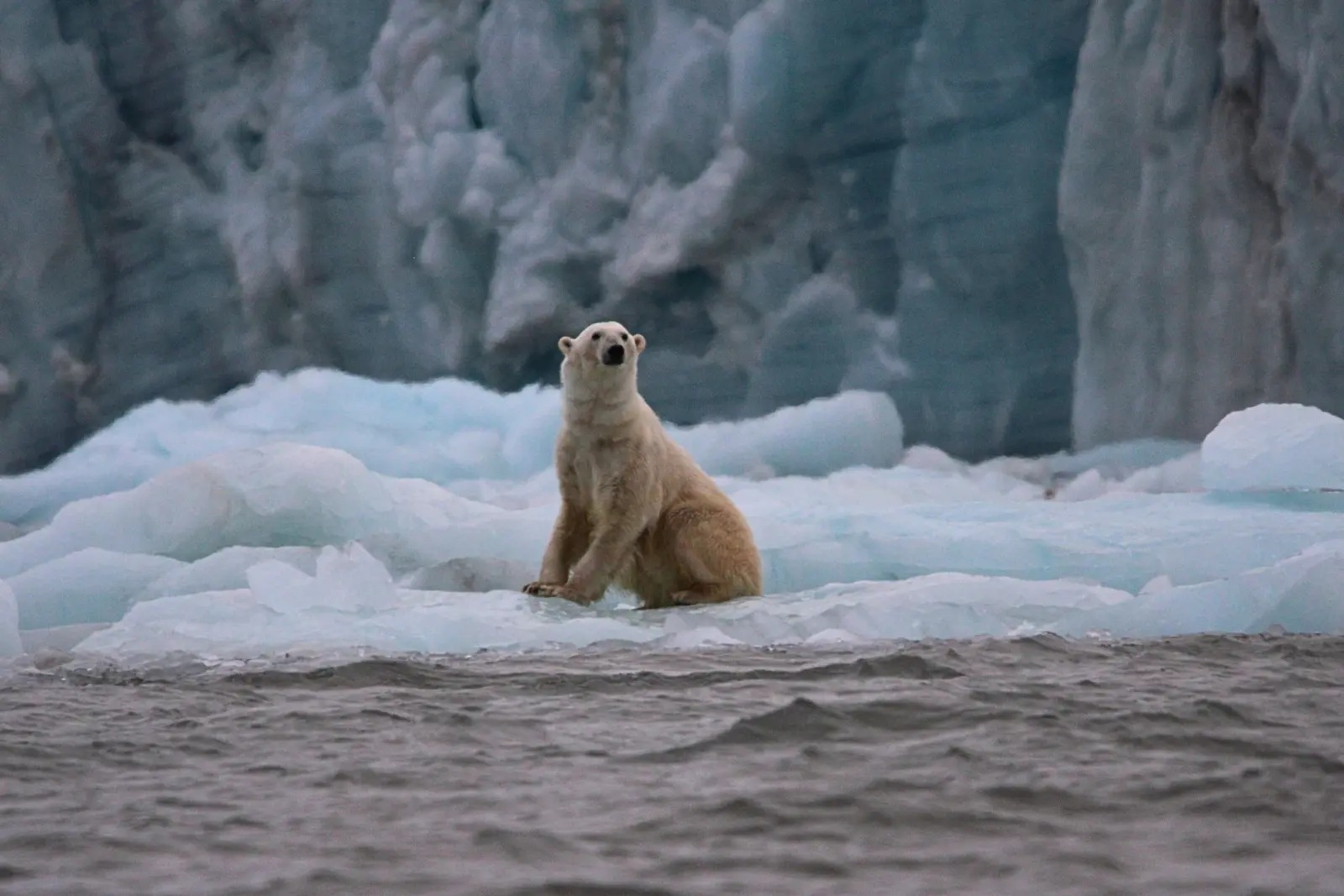 A polar bear sitting up on the ice in front of a glacier face near Longyearbyen, looking toward the camera.