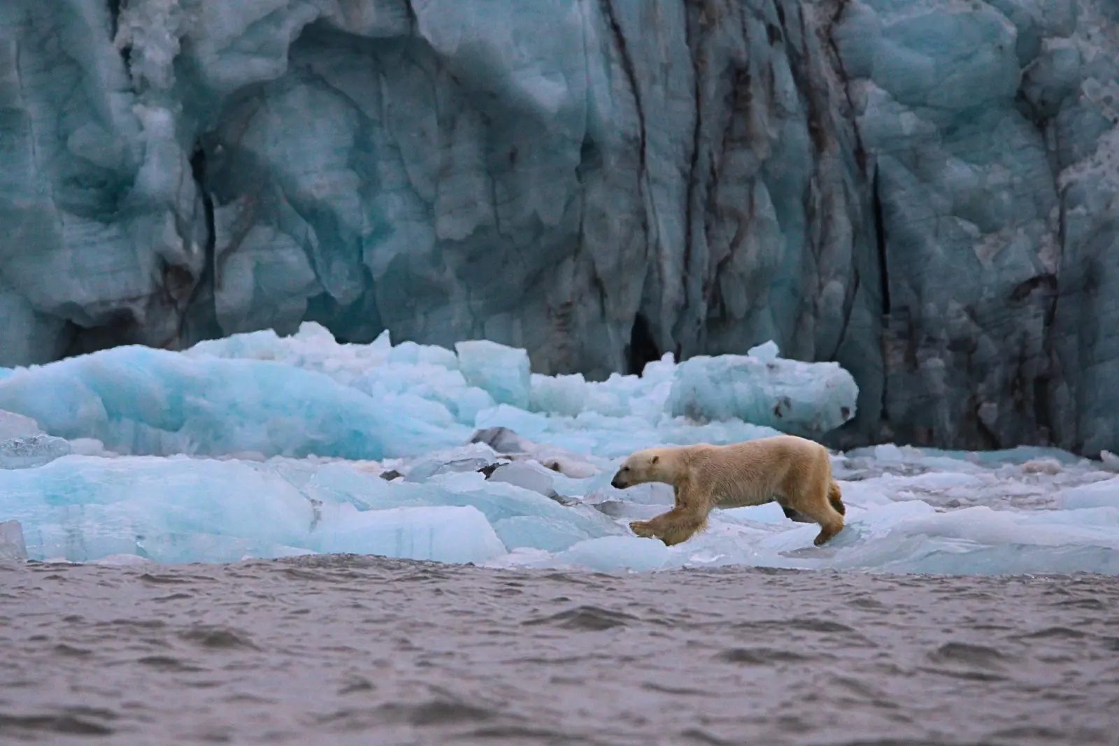 A polar bear walking across broken ice in front of a blue glacier face near Longyearbyen, Svalbard.