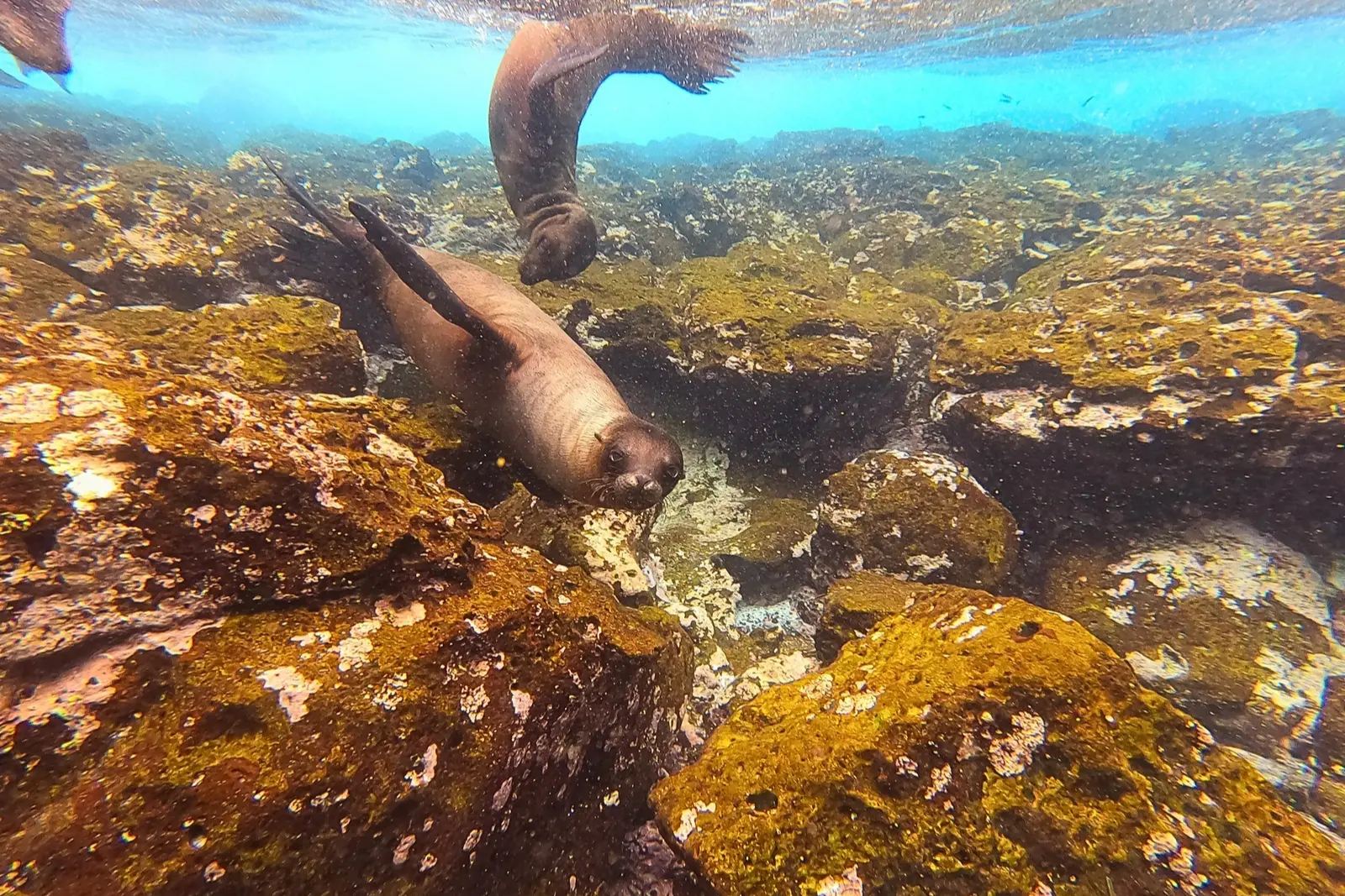 Two Galápagos sea lions swimming underwater over golden, algae-covered rocks.