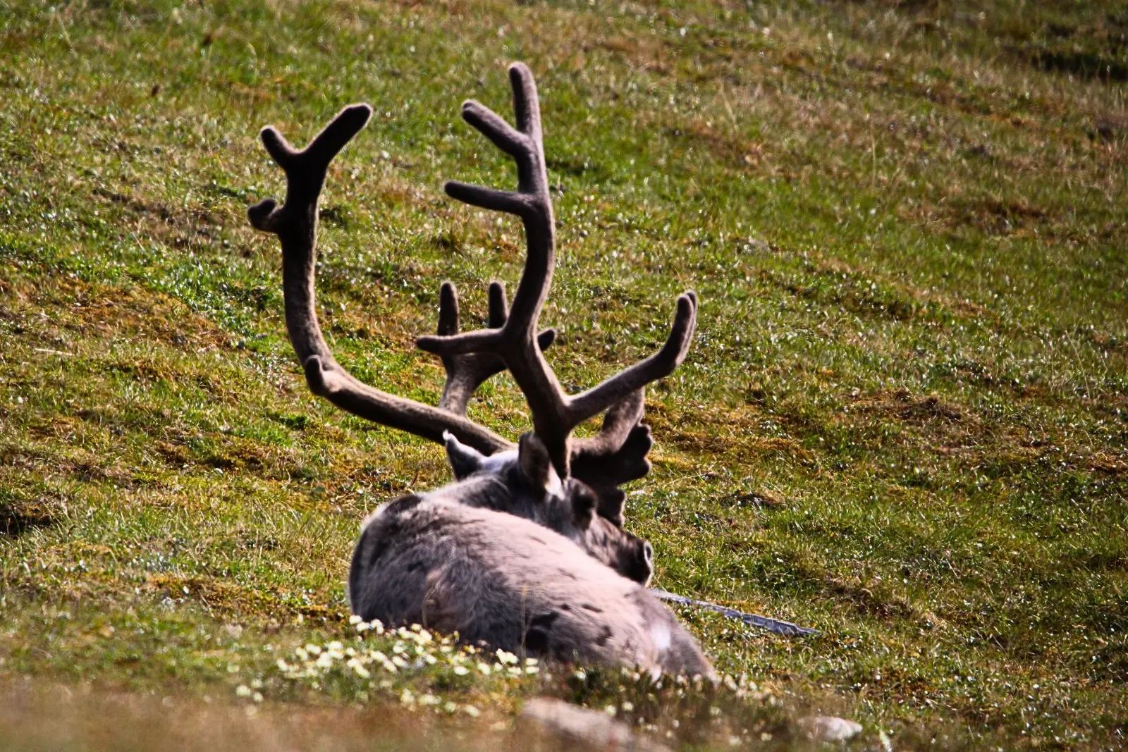 A Svalbard reindeer with velvet-covered antlers lying in green grass.