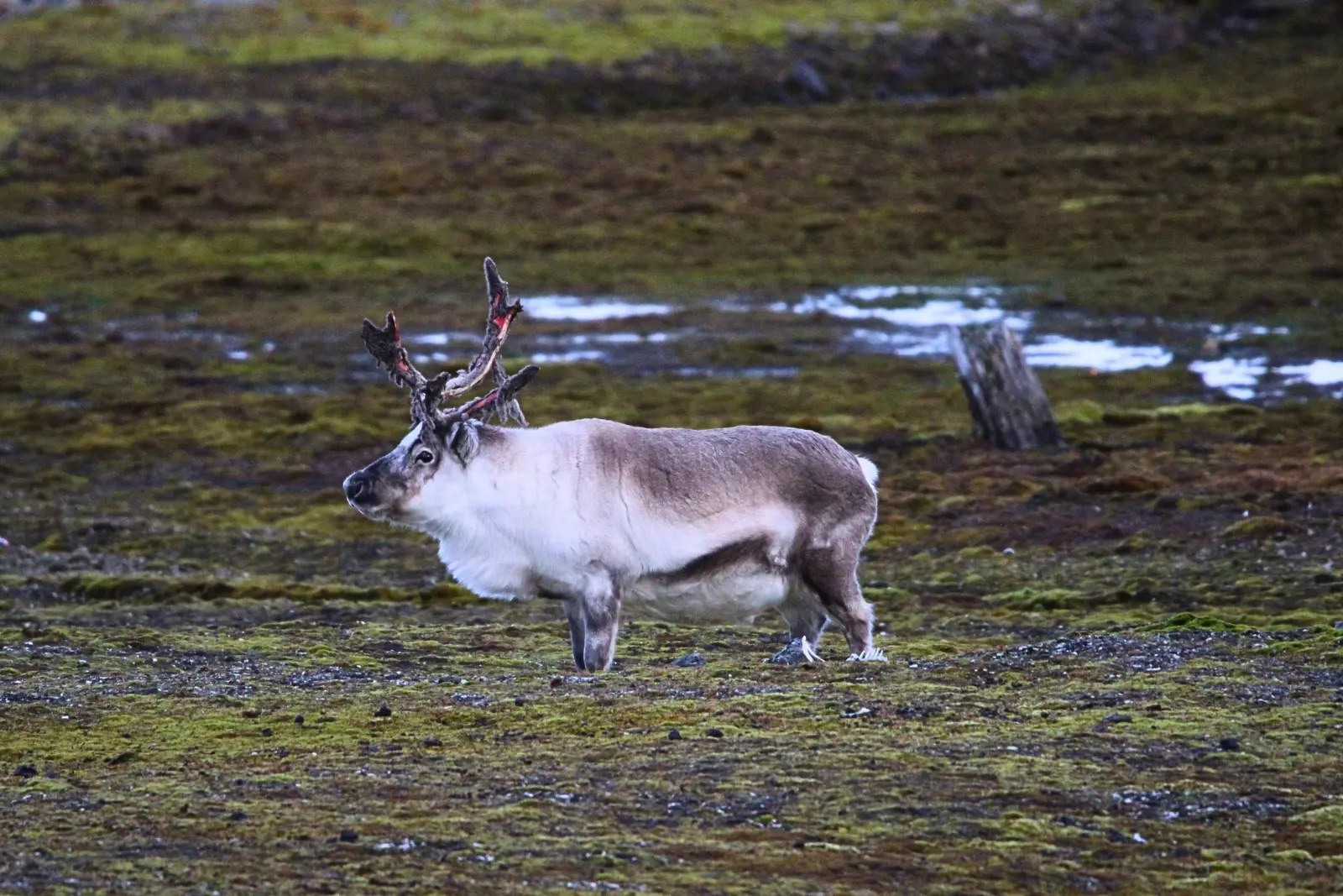 A Svalbard reindeer on mossy tundra, its antlers shedding their velvet.