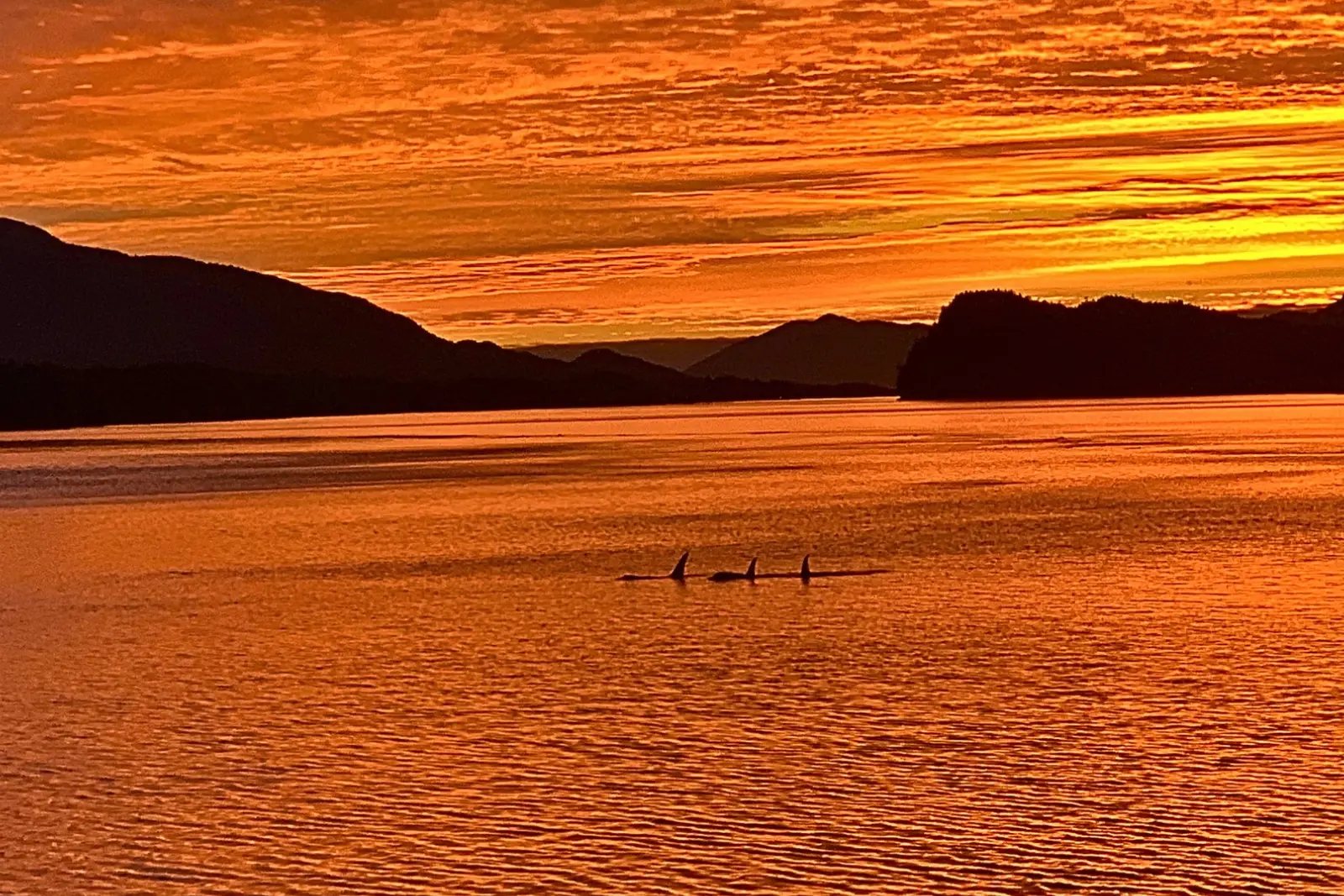 Three orca dorsal fins silhouetted against a vivid orange sunset as National Geographic Sea Lion left Ketchikan.