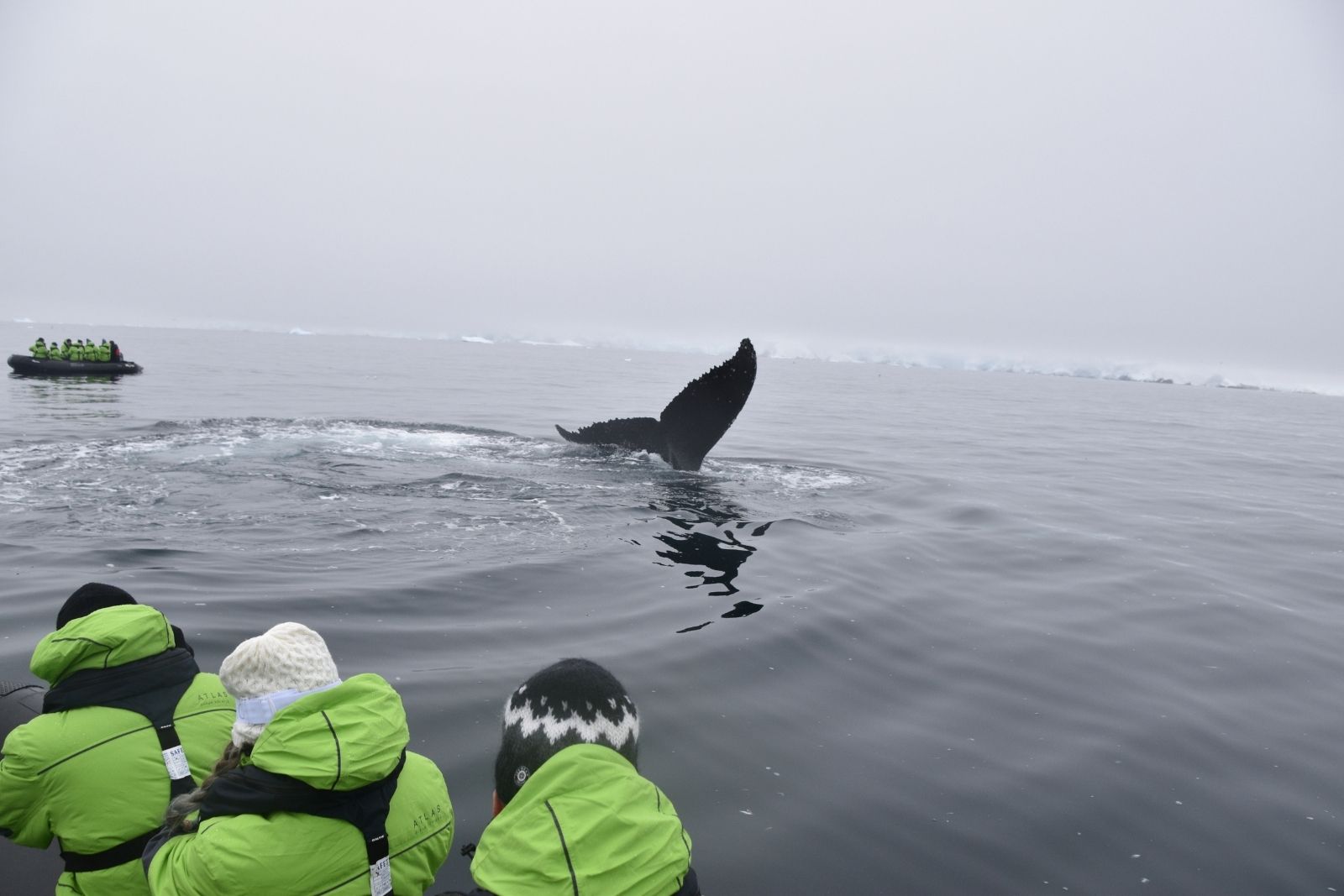 A humpback whale raising its tail beside expedition Zodiacs in Fournier Bay.
