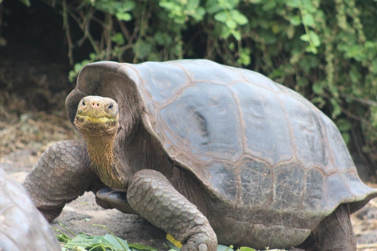 A Galápagos giant tortoise walking through greenery on a warm-weather expedition landing.