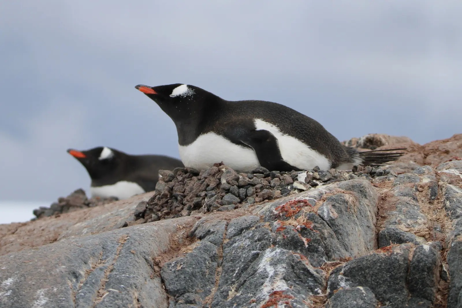 Two gentoo penguins lying on nests of small stones on a rocky ridge.