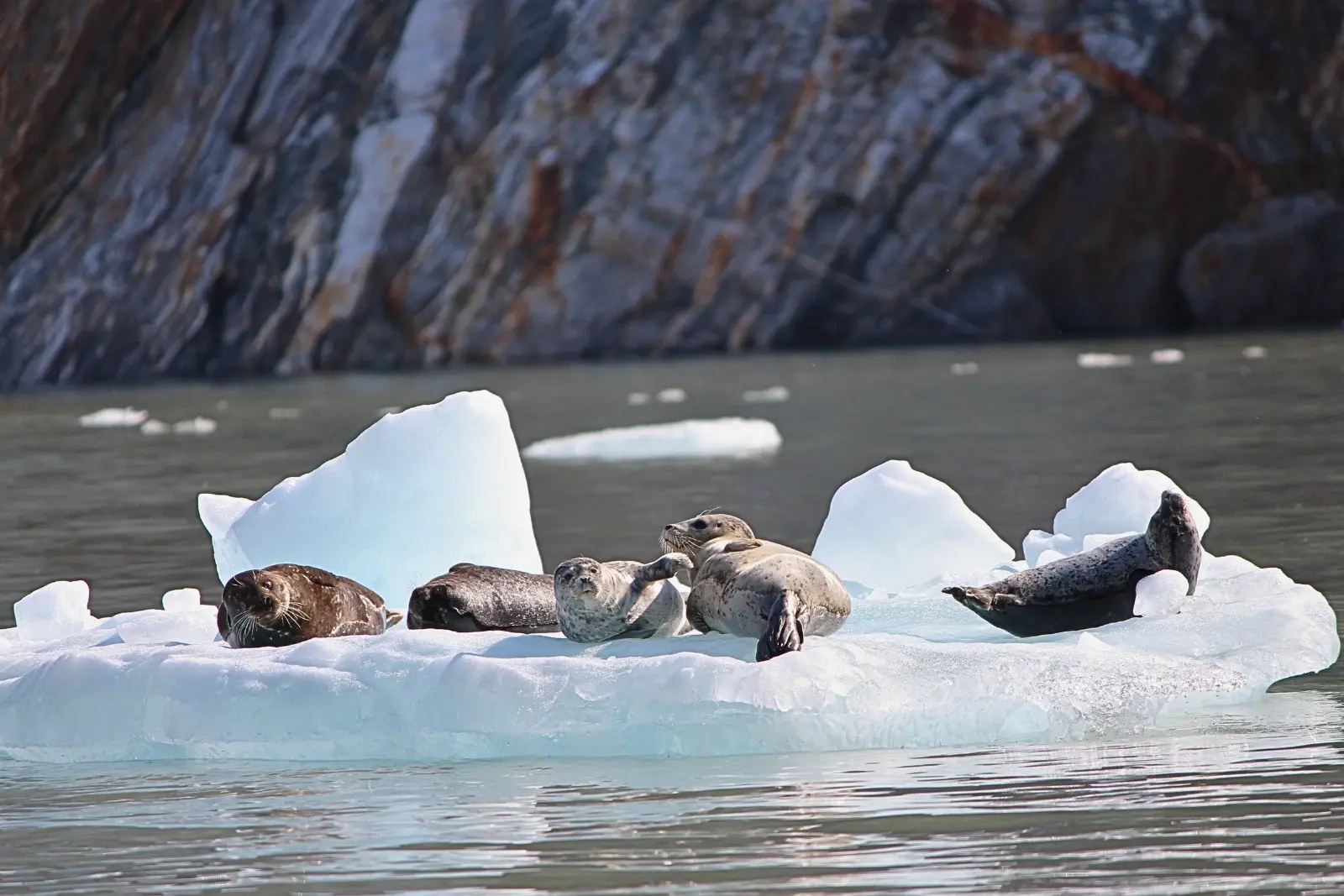 Harbor seals, including a young pup, resting on an ice floe in front of a dark rock wall.
