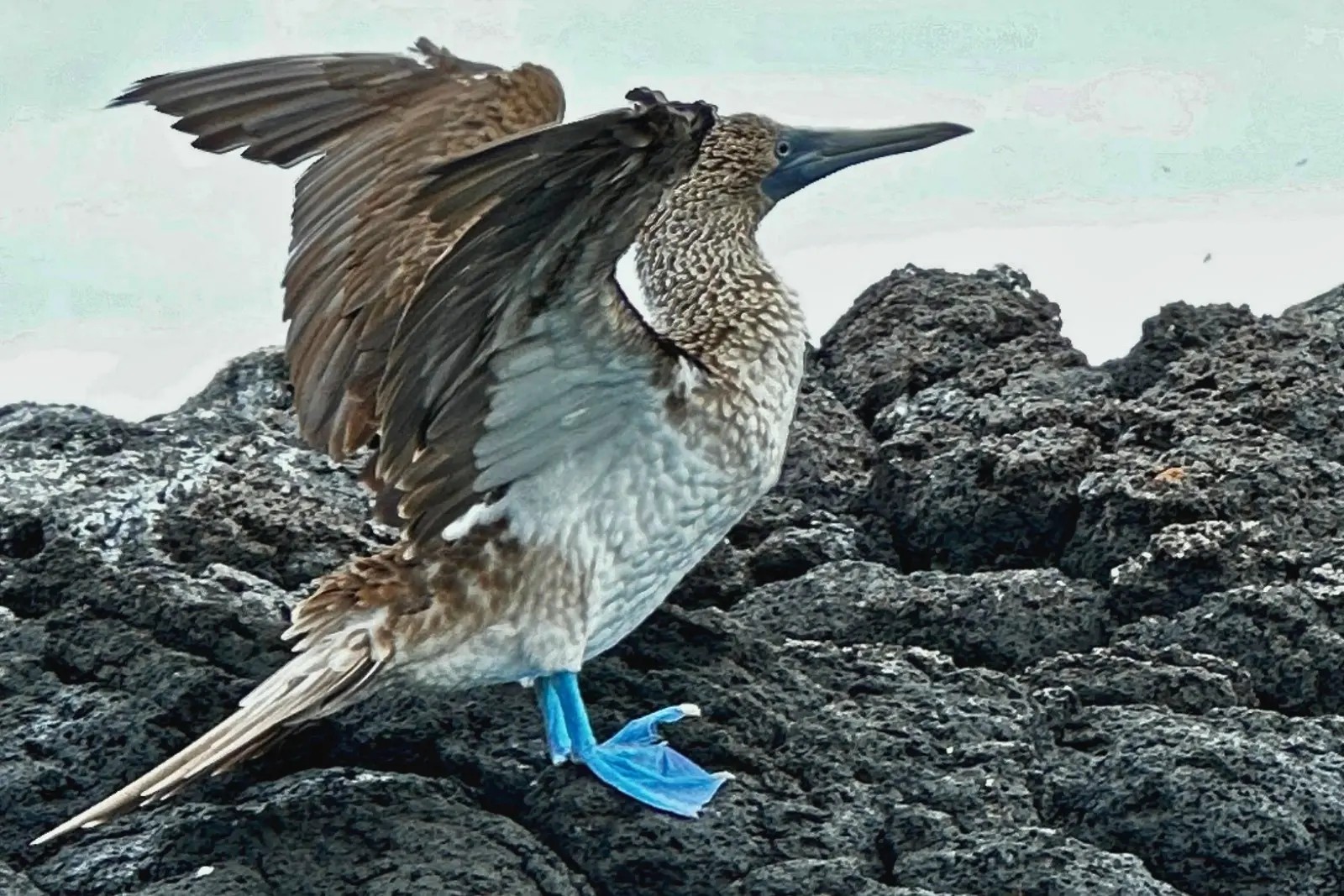 A blue-footed booby stretching its wings on black lava rock in the Galápagos.