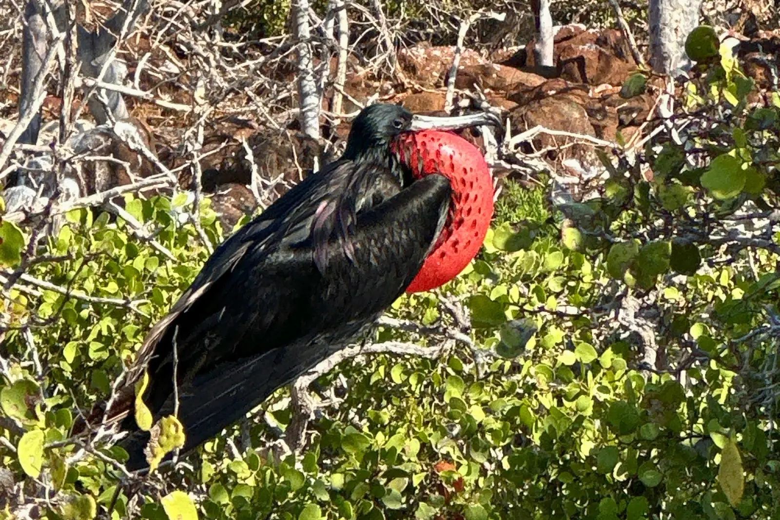 A male magnificent frigatebird perched in a shrub with his red throat pouch inflated.