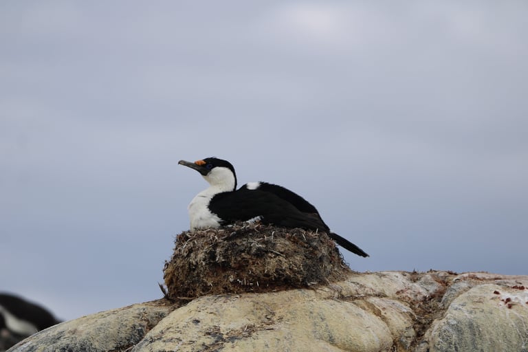 An Antarctic shag with bright blue eye-ring sitting on its seaweed nest atop coastal rocks.