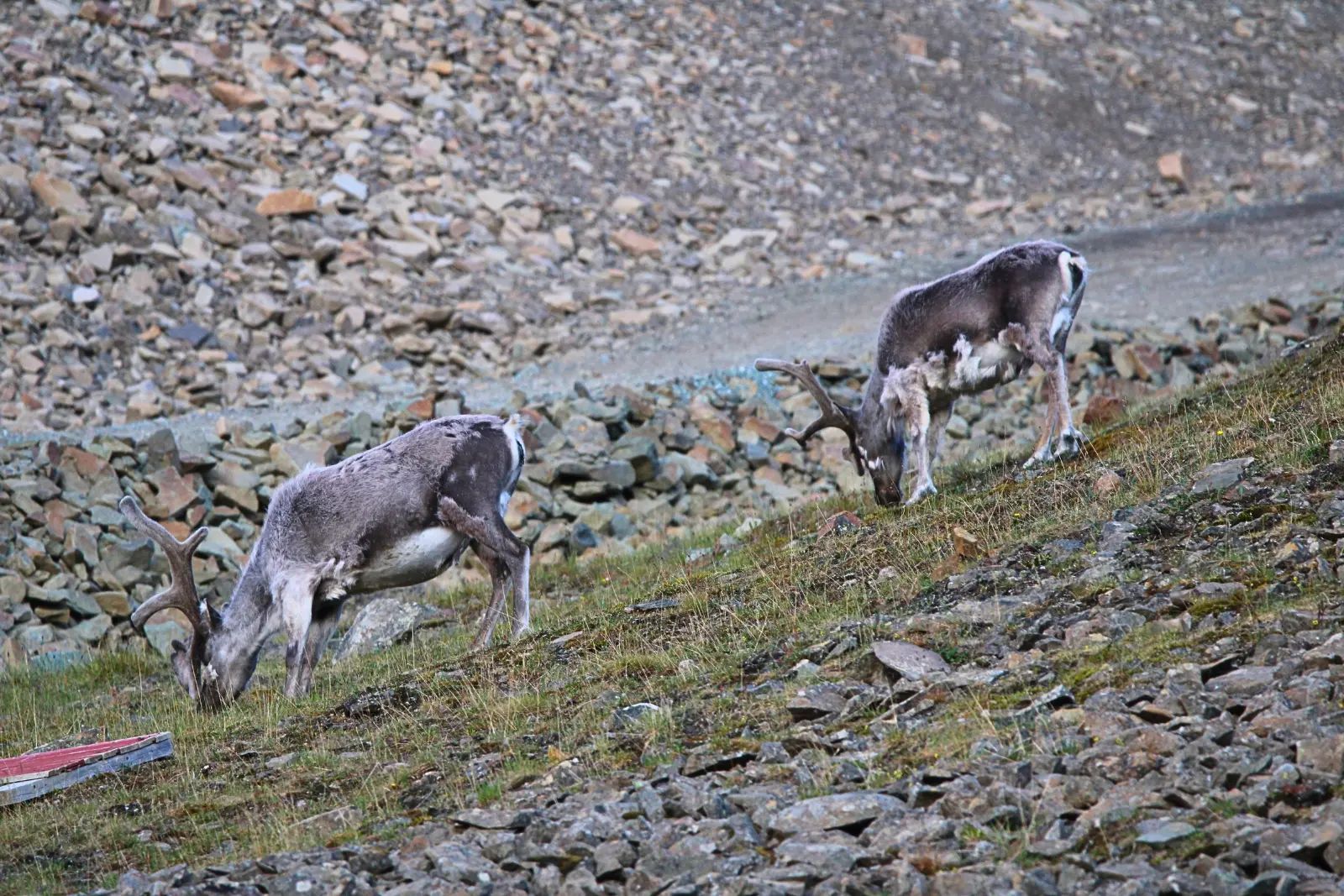 Two Svalbard reindeer grazing on a grassy, rock-strewn slope.