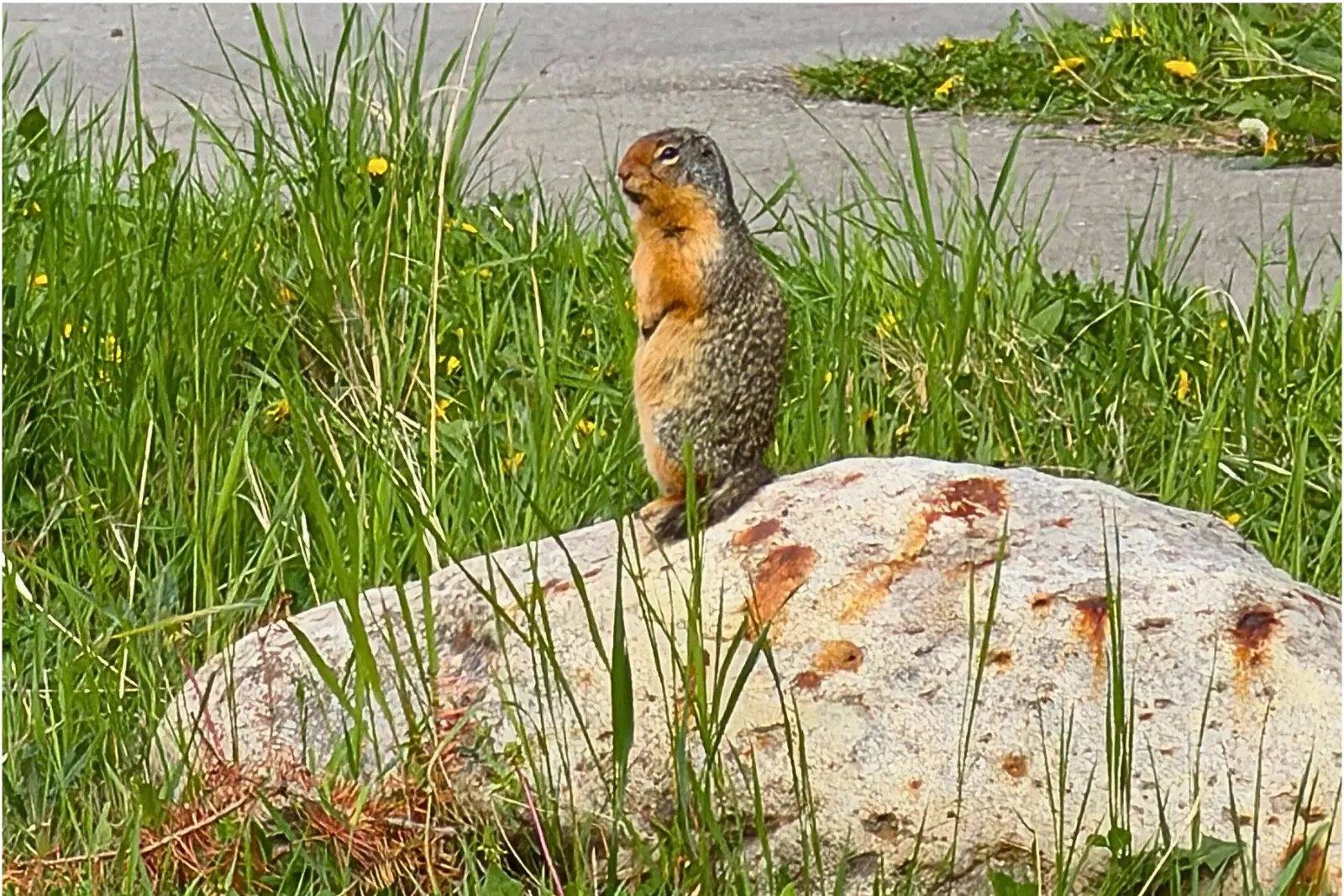 A Columbian ground squirrel standing upright on a rock in Jasper.