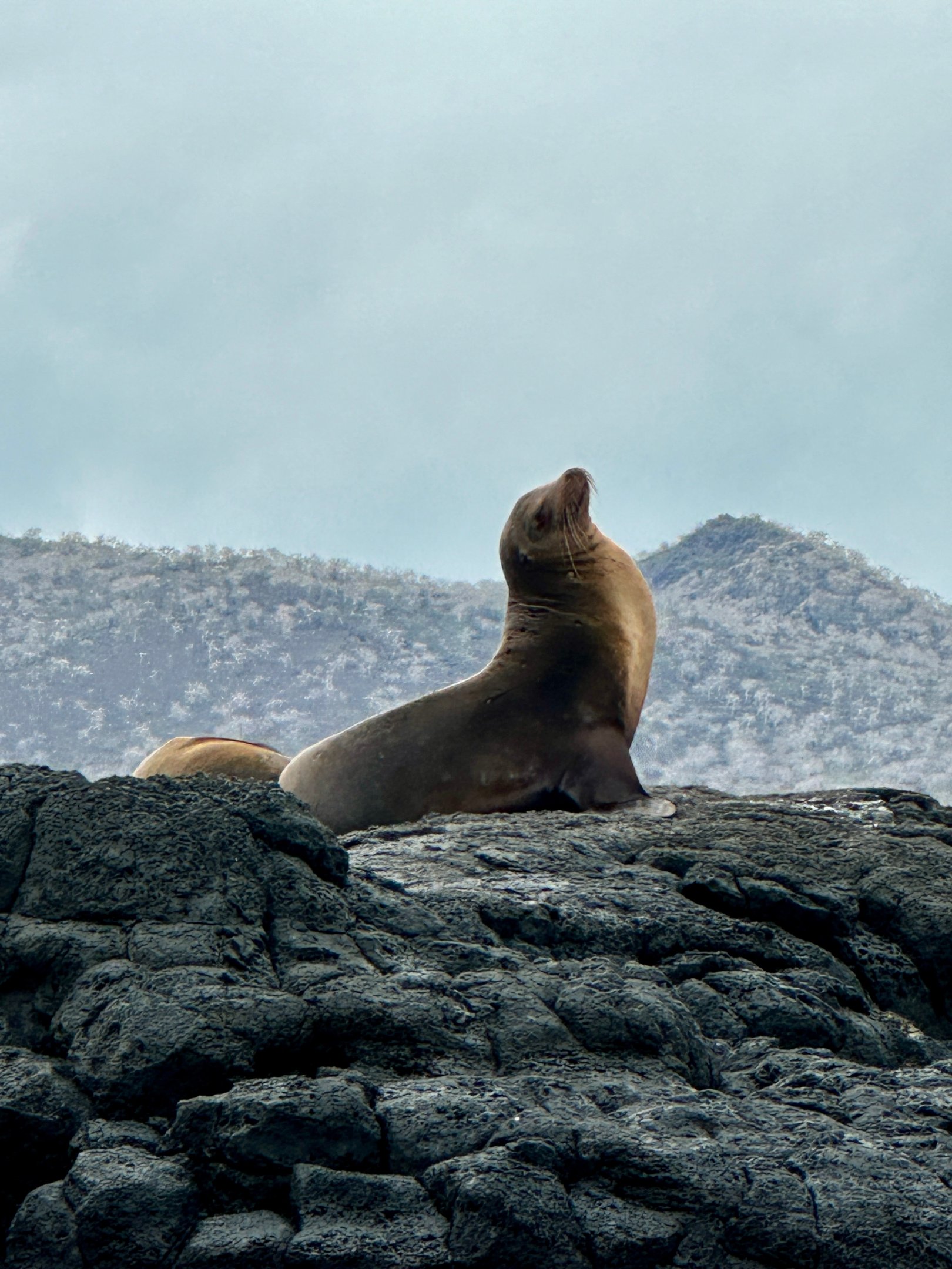 A Galápagos sea lion resting on volcanic rock with mountains in the background.